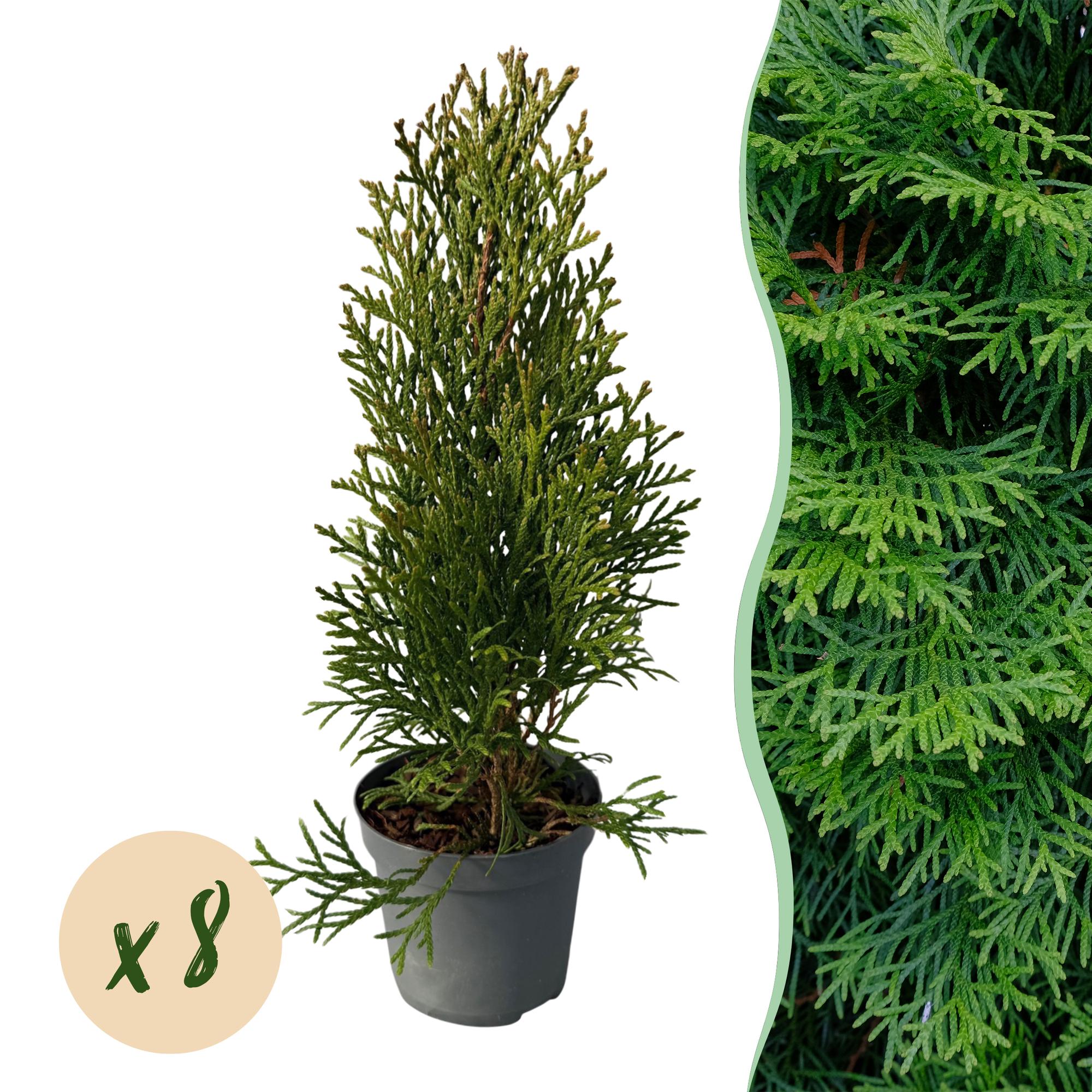 8x Thuja occidentalis Smaragd | 8 Pflanzen - 1 laufender Meter | Topf 9cm - Höhe 30-35cm
