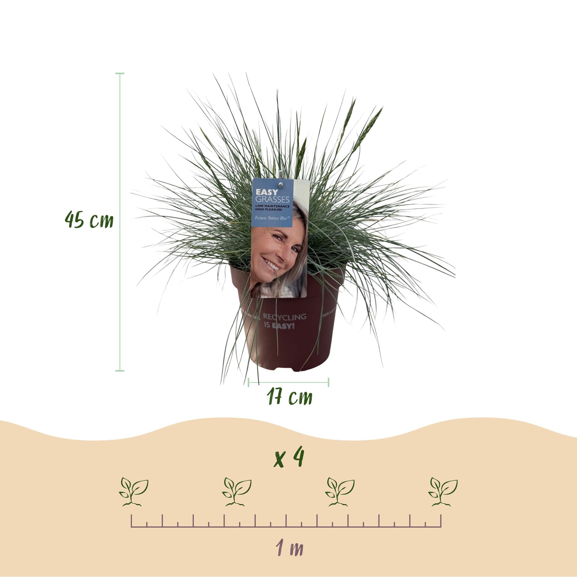 4x Blauschwingel - Festuca glauca Intense Blue | 50 cm | Ø17 cm