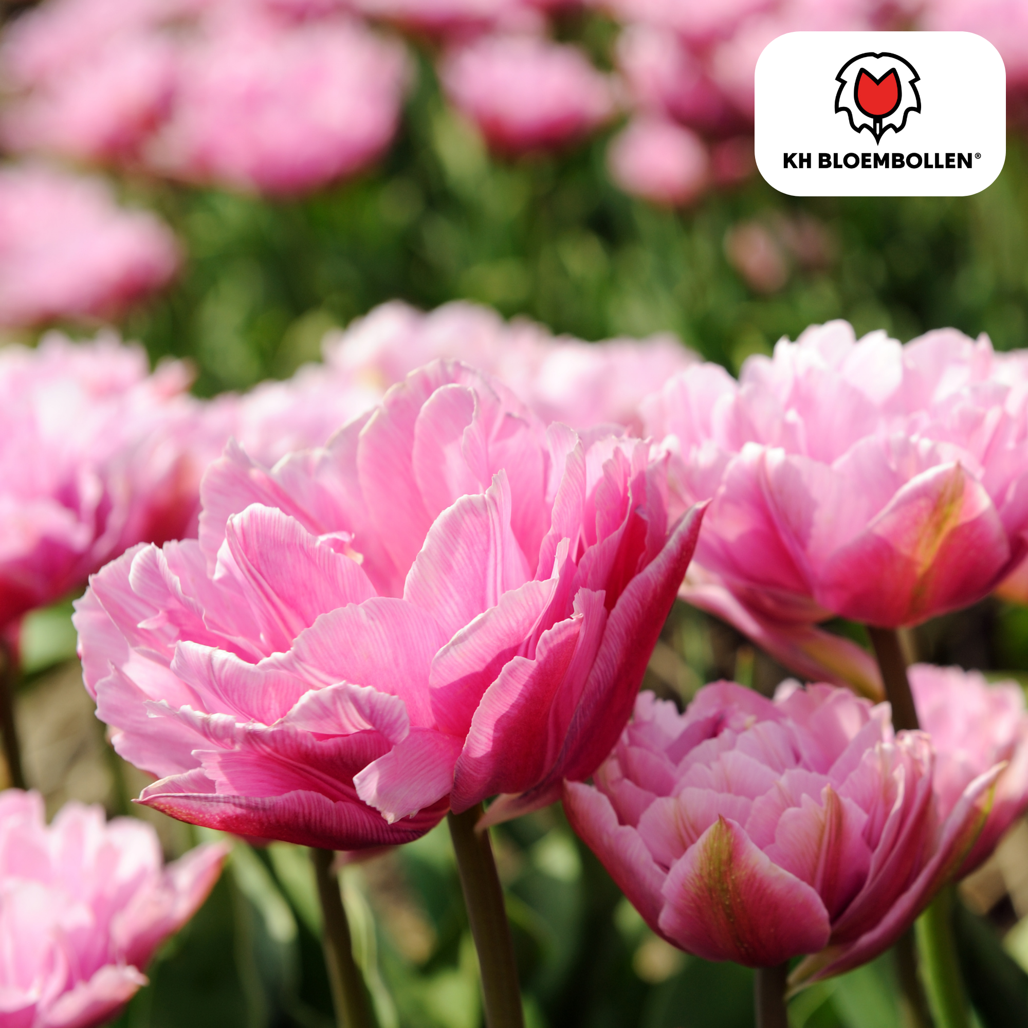 Tulpenzwiebeln Columbus – 20 Stück |Größe 11/12