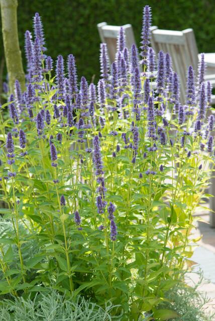 48x Duftnessel - Agastache 'Black Adder' | 10-25cm | Ø9cm
