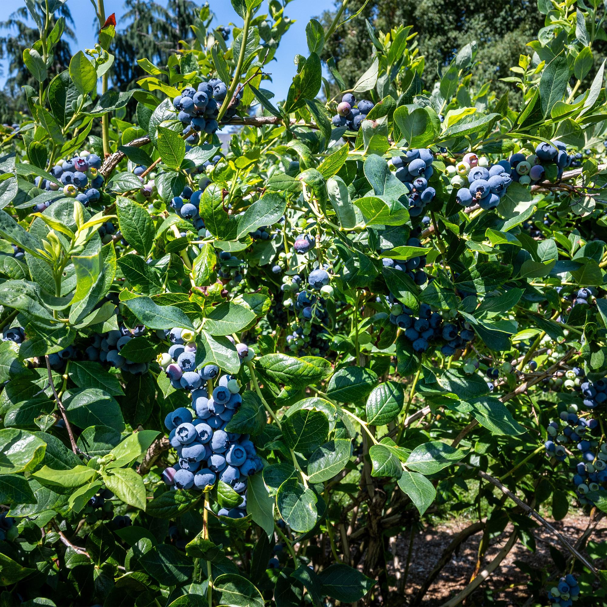 2x Heidelbeere - Blaubeere - Vaccinium corymbosum Goldtraube | 2 Pflanzen | Topf 11cm - Höhe 40cm
