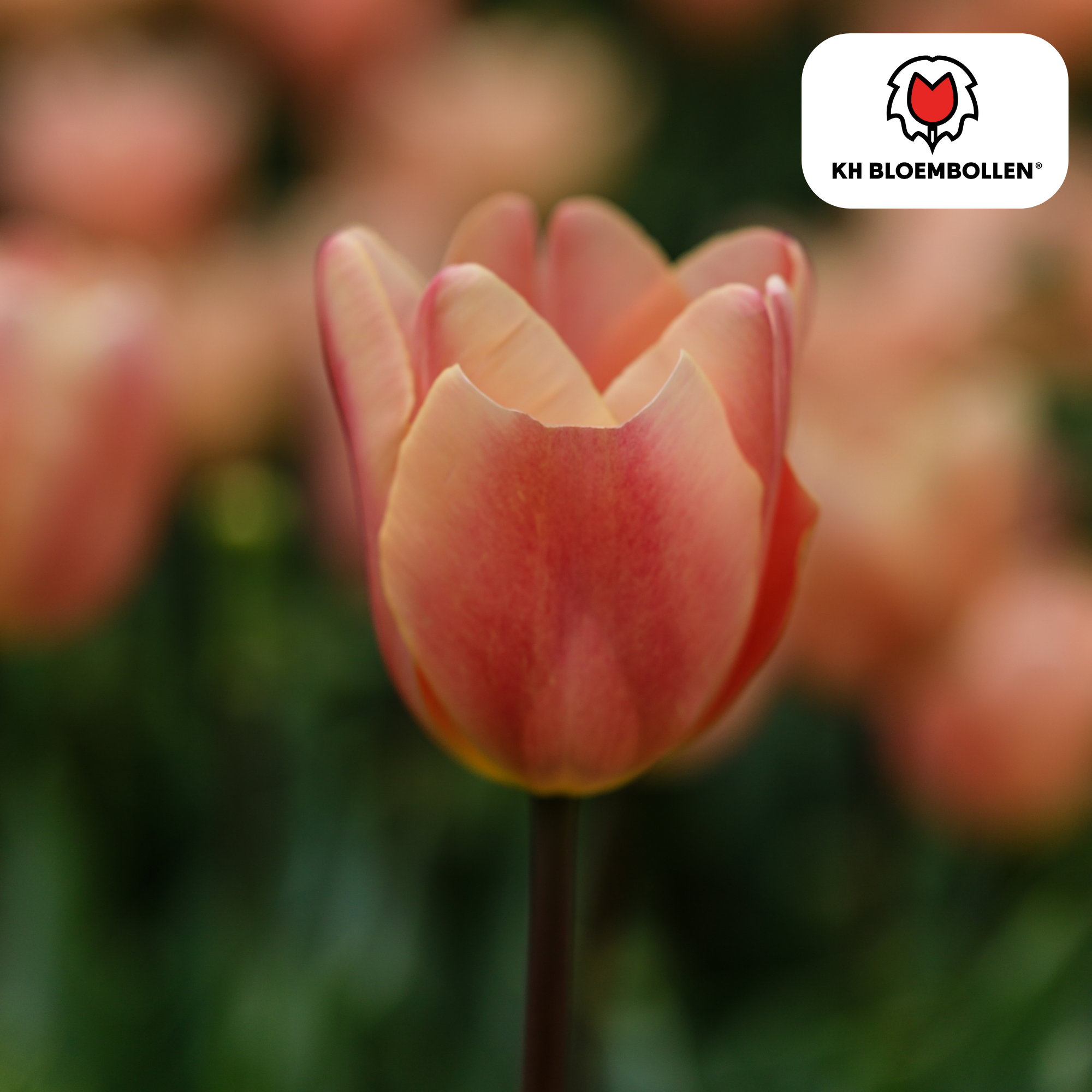 Tulpenzwiebeln Apricot Foxx – 20 Stück | Größe 11/12