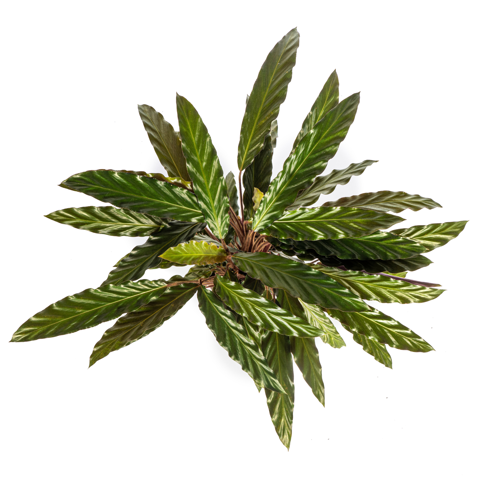 Samtige Korbmarante - Calathea Rufibarba | 40 - 50cm | Ø17cm