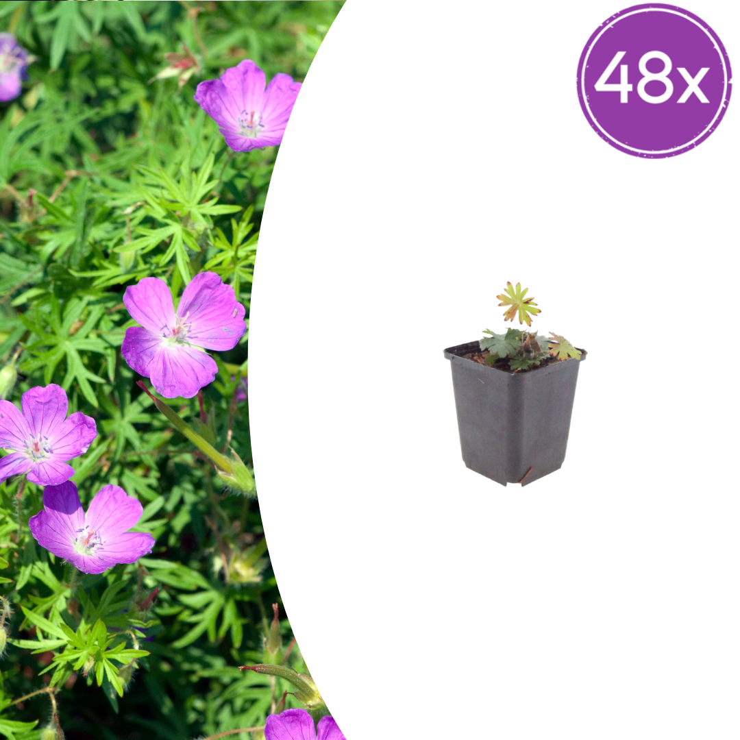 48x Blut-Storchschnabel - Geranium sanguineum | 10-25 cm | Ø9 cm