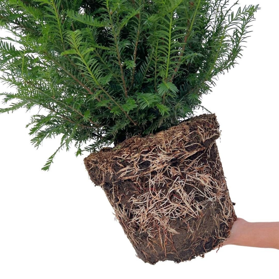20x Große Eibe | für 10 laufende Meter Hecke | Höhe: 100-125 cm
