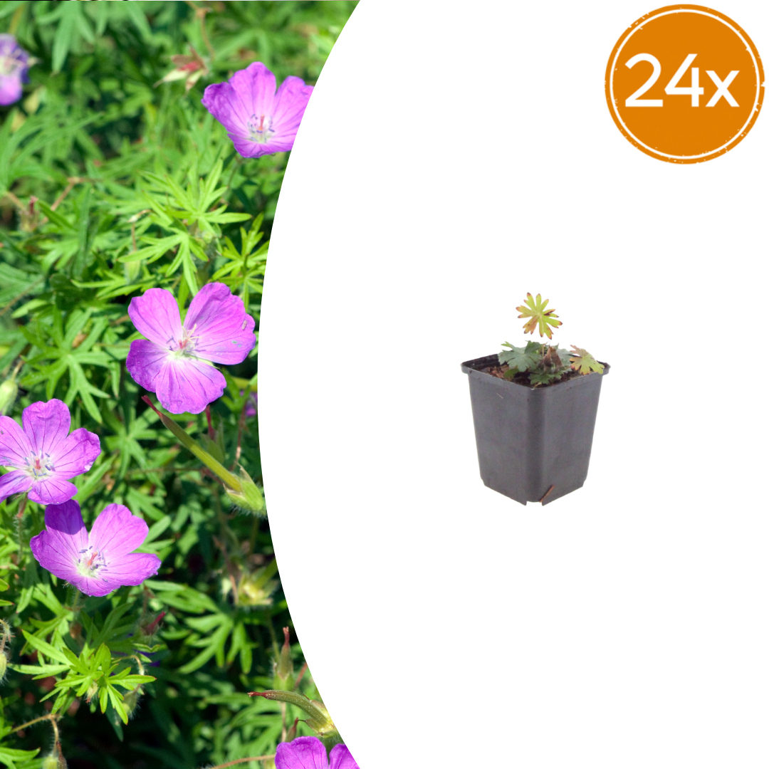 24x Blut-Storchschnabel - Geranium sanguineum | 10-25 cm | Ø9 cm