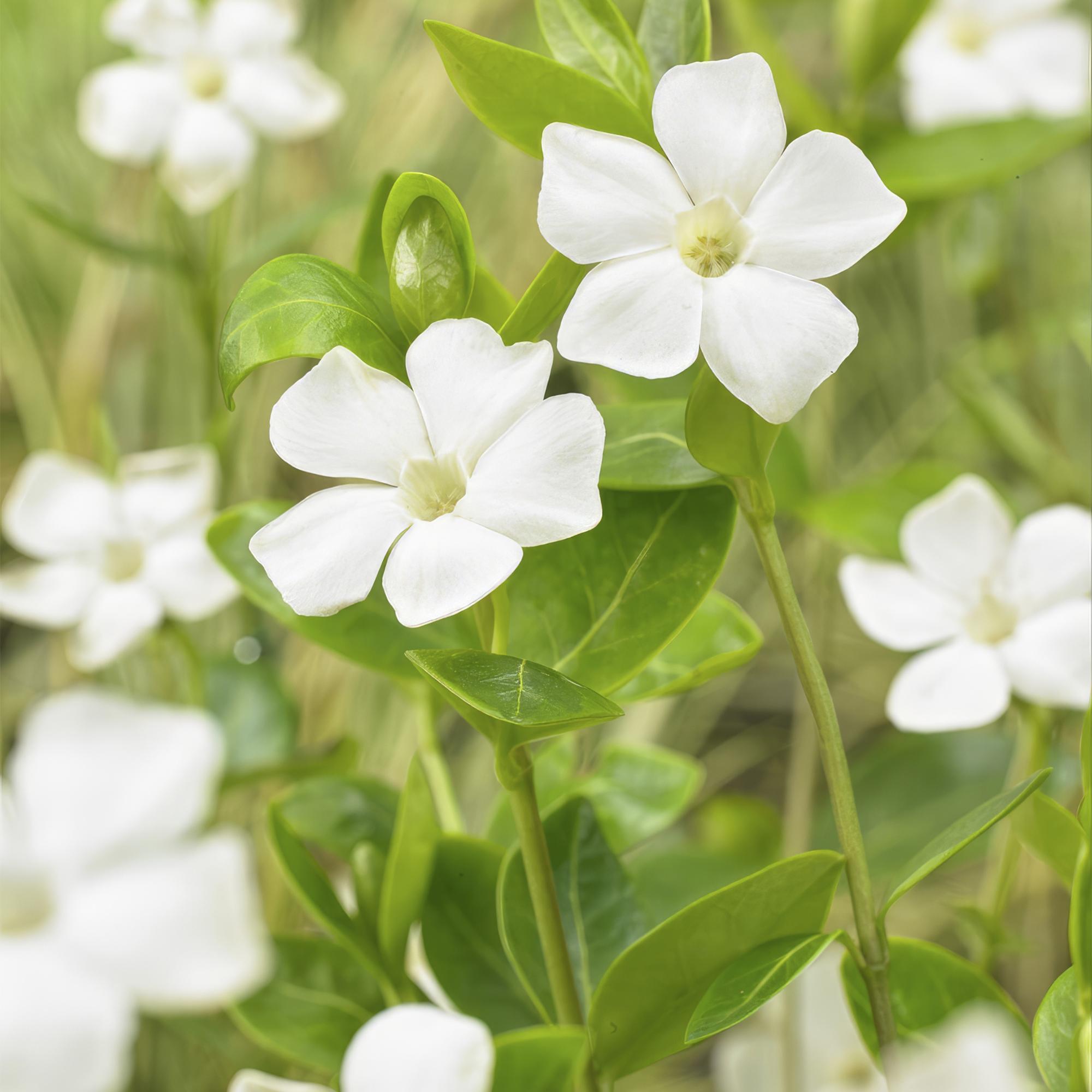 24x Kleinblütiges Immergrün - Vinca minor ‘Alba’ | 10-25 cm | Ø9 cm