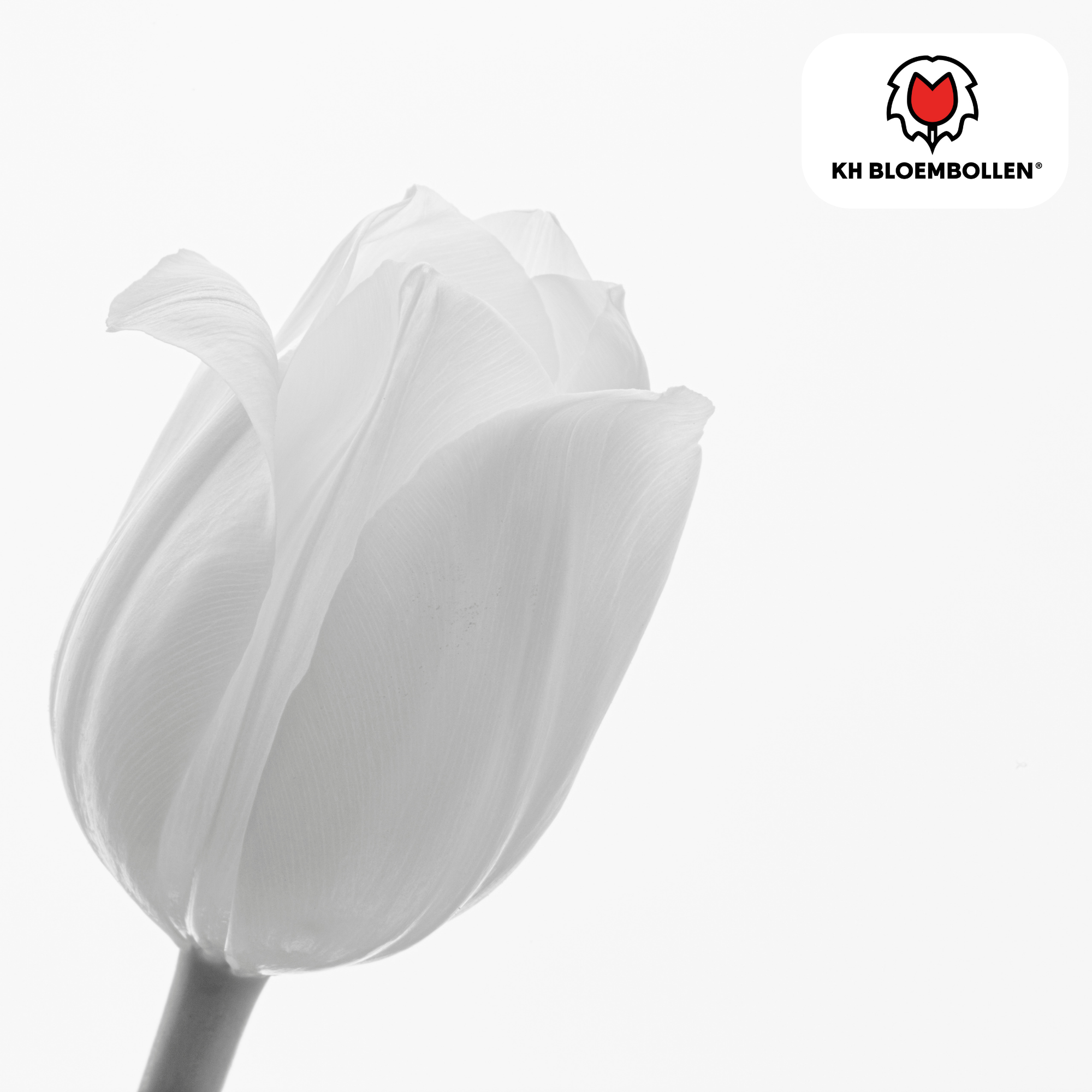 Tulpenzwiebeln Catherina – 20 Stück | Größe 11/12