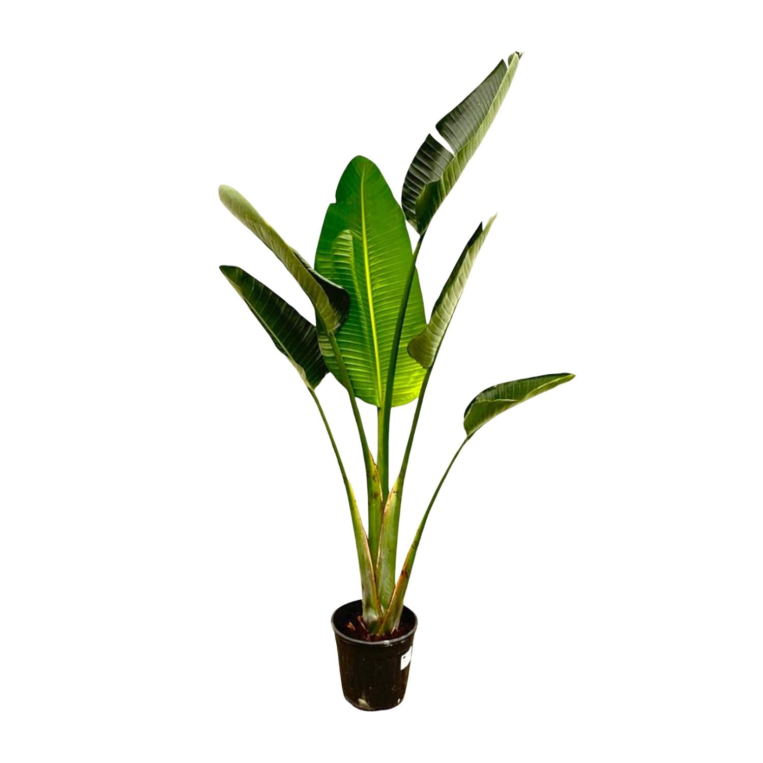 Strelitzia Augusta - Weiße Paradiesvogelblume | 180 cm | Ø30 cm