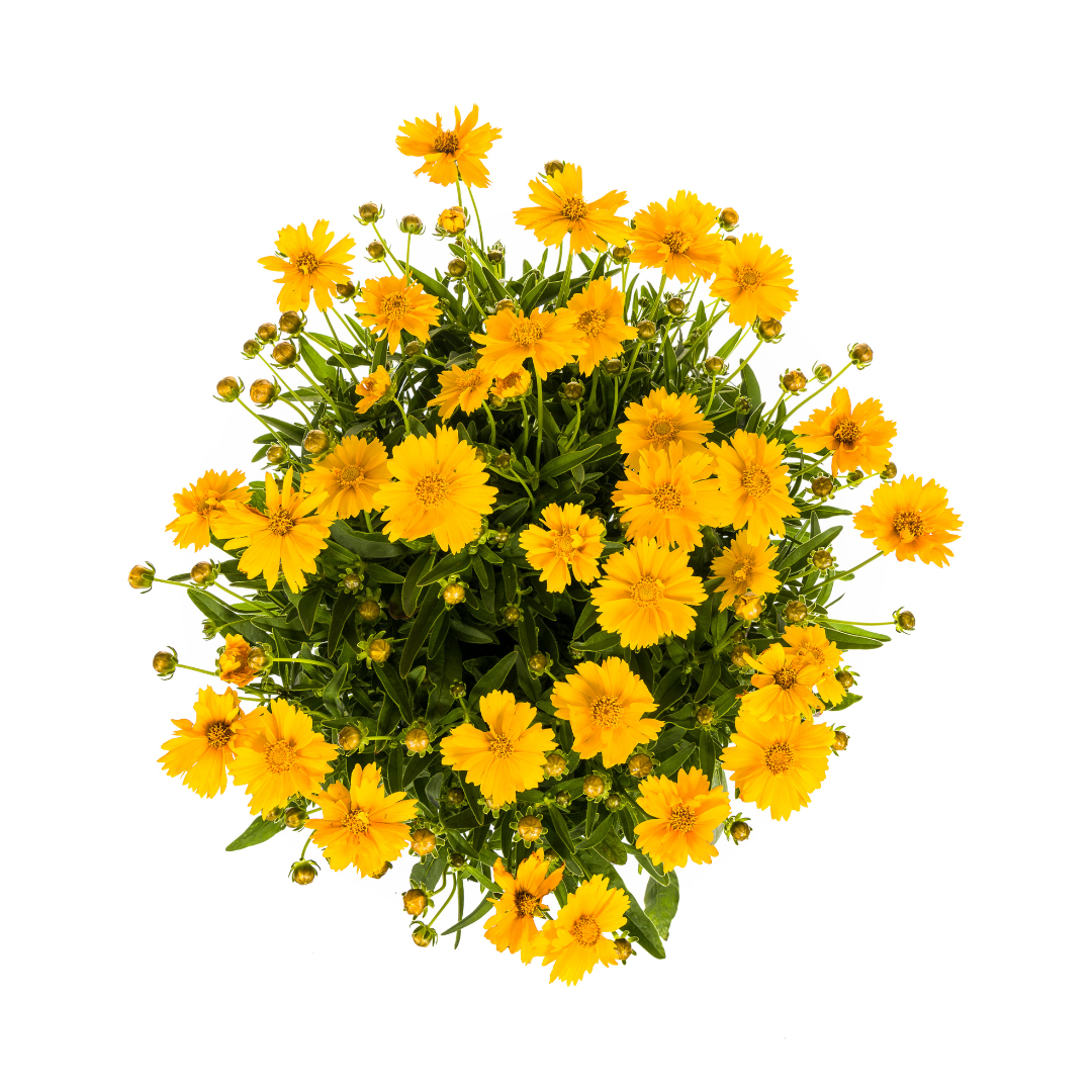 Großblumige Mädchenauge - Coreopsis grandiflora | 50-60 cm | Ø19 cm