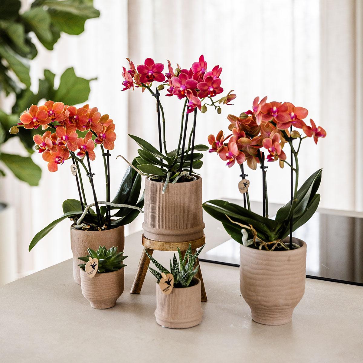 Rote Phalaenopsis-Orchidee - Kongo - Topfgröße Ø9cm | blühende Zimmerpflanze - frisch vom Züchter