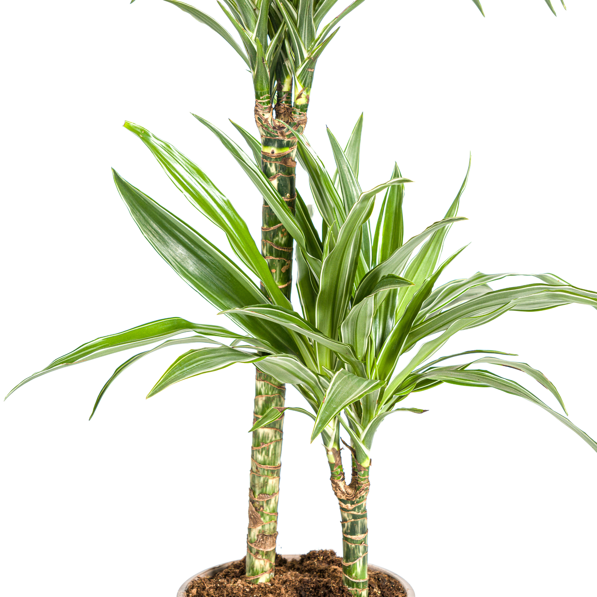 Drachenbaum - Dracaena Deremensis White Stripe | 70 - 90cm | Ø19cm