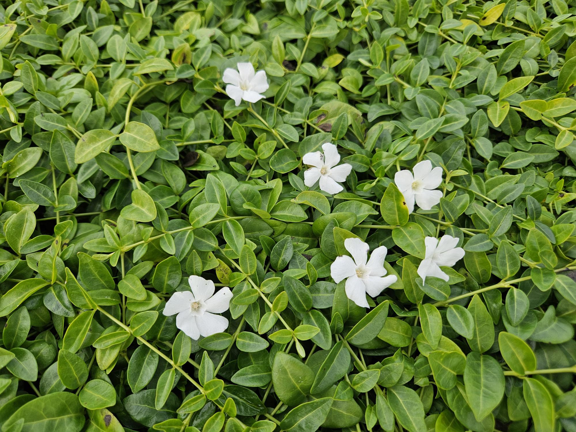 48x Kleinblütiges Immergrün - Vinca minor 'Gertrude Jekyll' | 10-25 cm | Ø9 cm