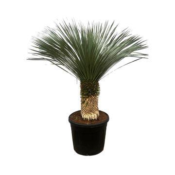Yucca Rostrata - Beaked Yucca | 200 cm