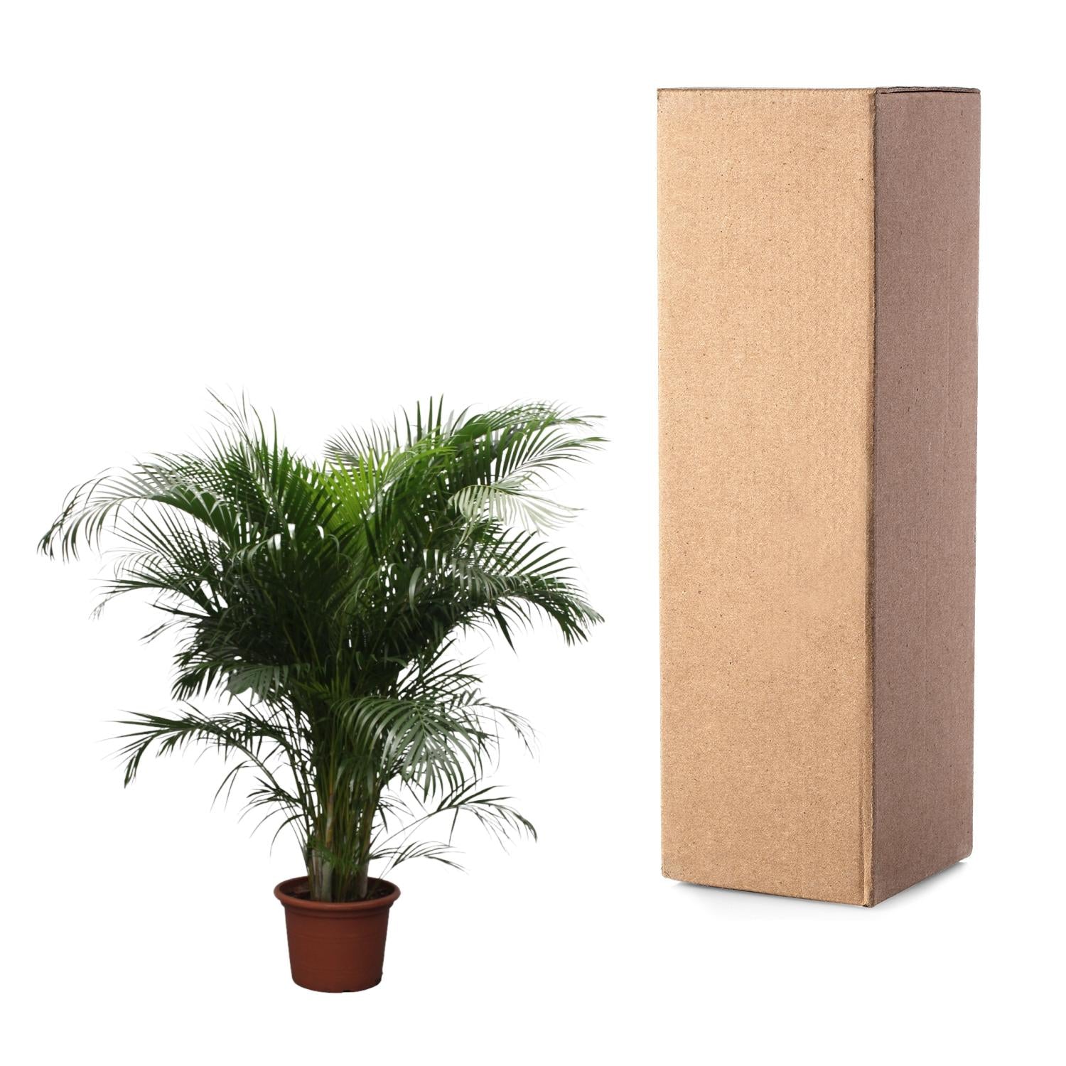 Dypsis Lutescens - Goldfruchtpalme XXL | 230 cm | Ø40 cm