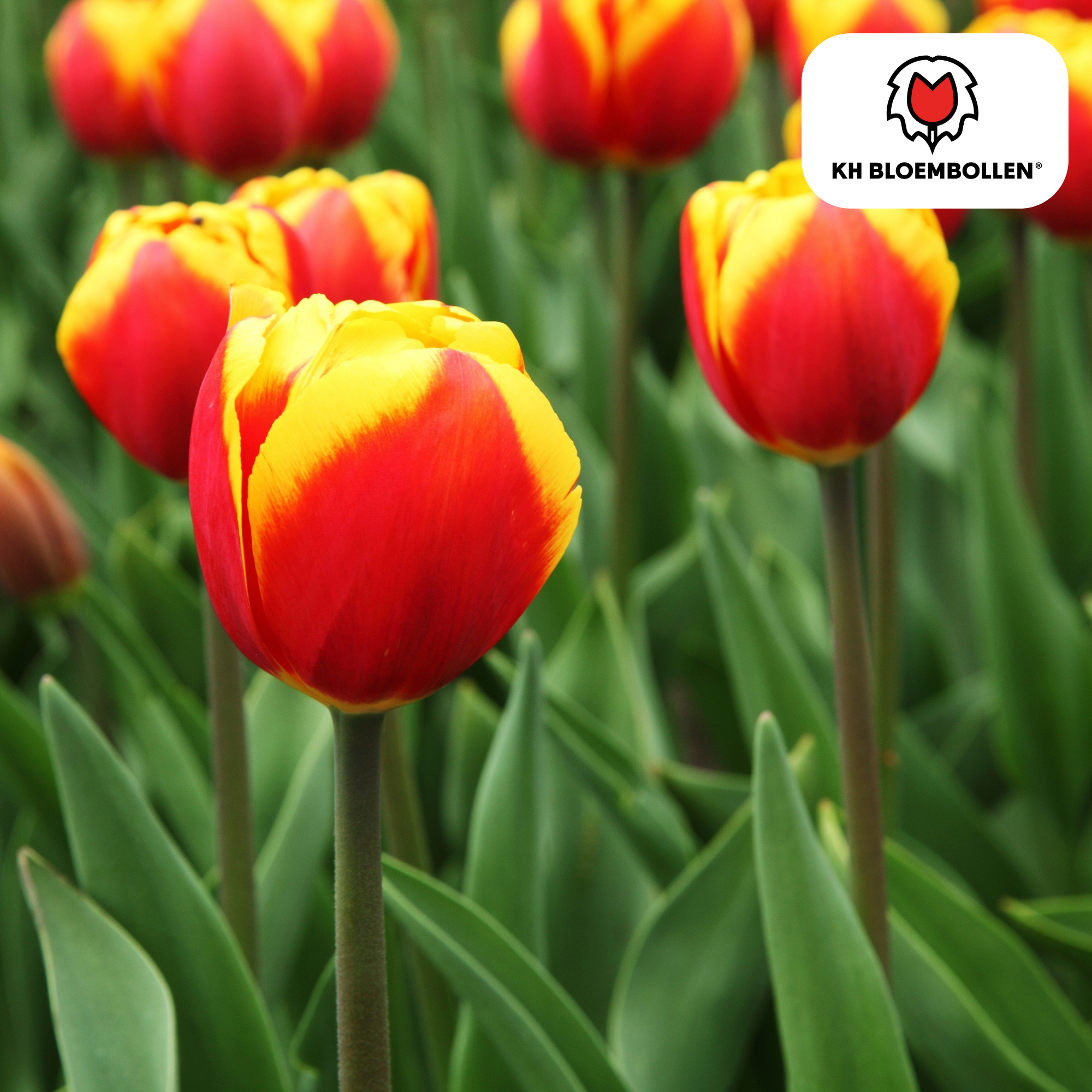 Tulpe Dow Jones – Tulipa Dow Jones | ca. 45–55 cm | 20 Zwiebeln Größe 11/12