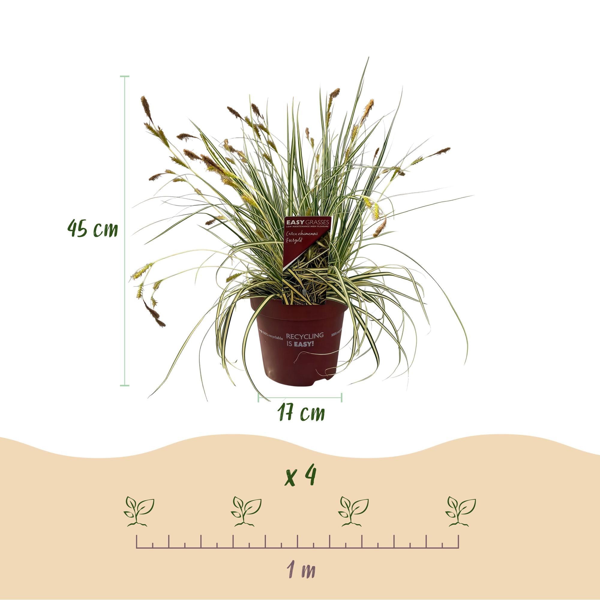 4x Japan-Segge - Carex oshimensis Evergold | 50 cm | Ø17 cm