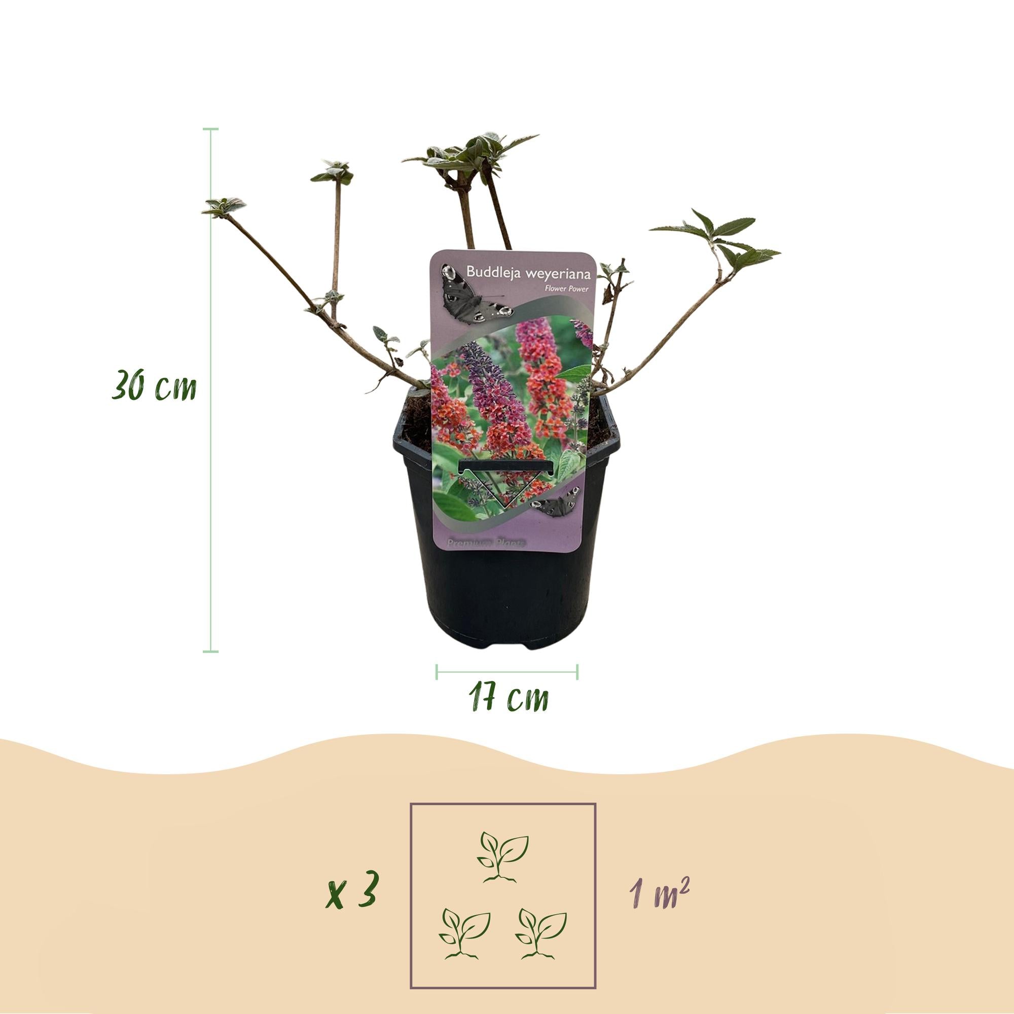 Sommerflieder - Schmetterlingsstrauch - Buddleja davidii Flower Power | Topf 17cm Höhe 30cm