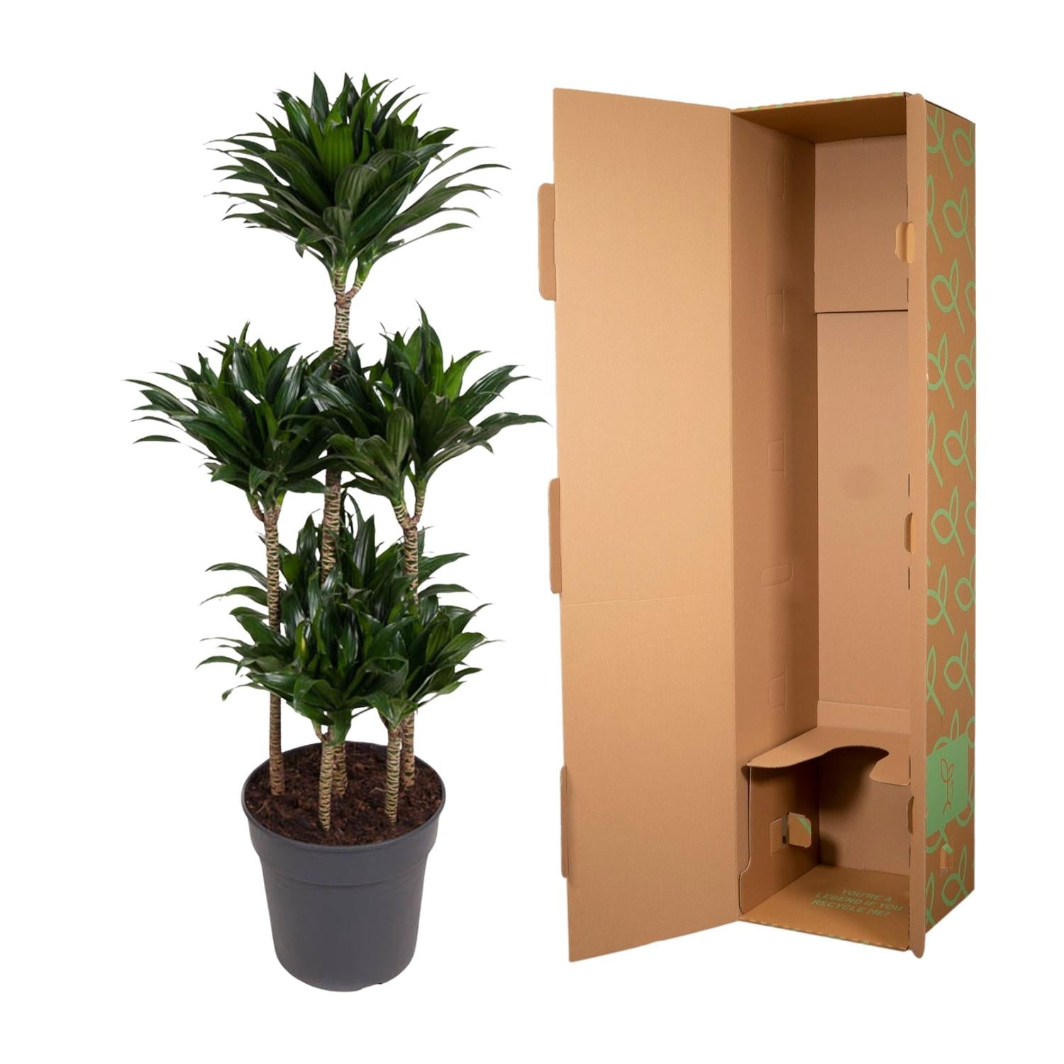 Drachenbaum – Dracaena Compacta 'Carrousel' | 130 cm | Ø31 cm