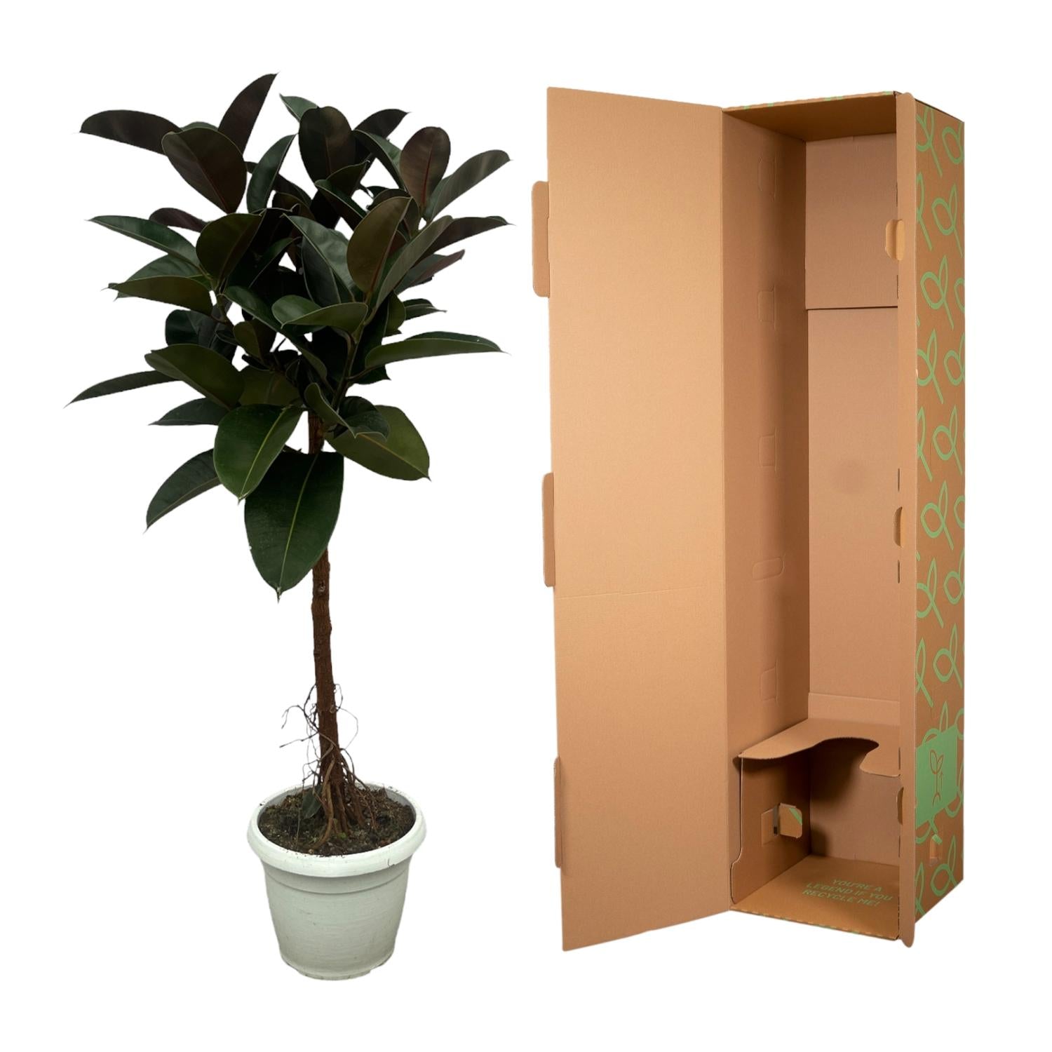 Gummibaum auf Stamm - Ficus Elastica Robusta | 140 cm | Ø27cm