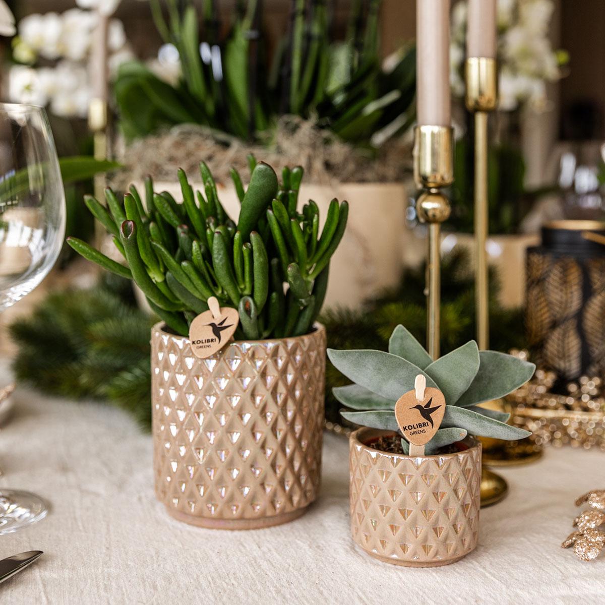 Crassula 'Hobbit' – Sukkulente Zimmerpflanze | Ø12 cm