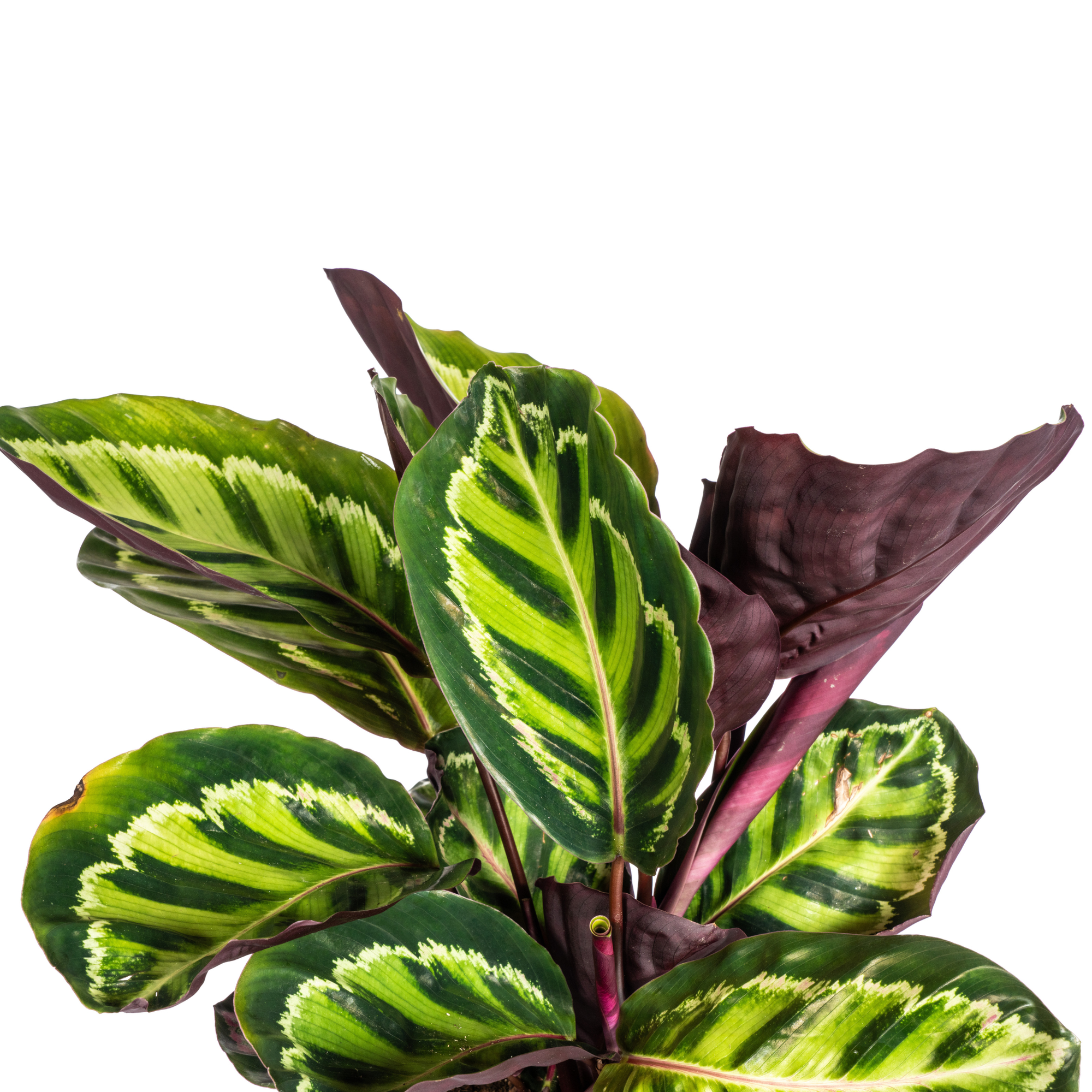 Korbmarante - Calathea Roseopicta | 40 - 50cm | Ø17cm