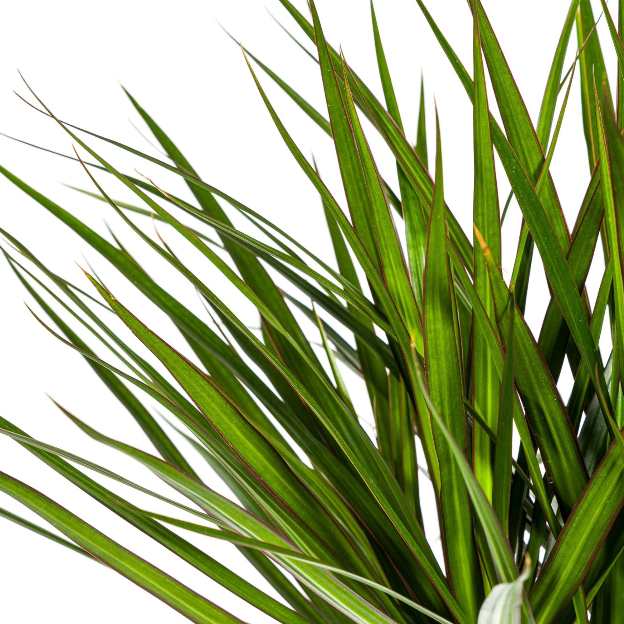Dracaena Marginata Green | 130 - 150cm | Ø24cm