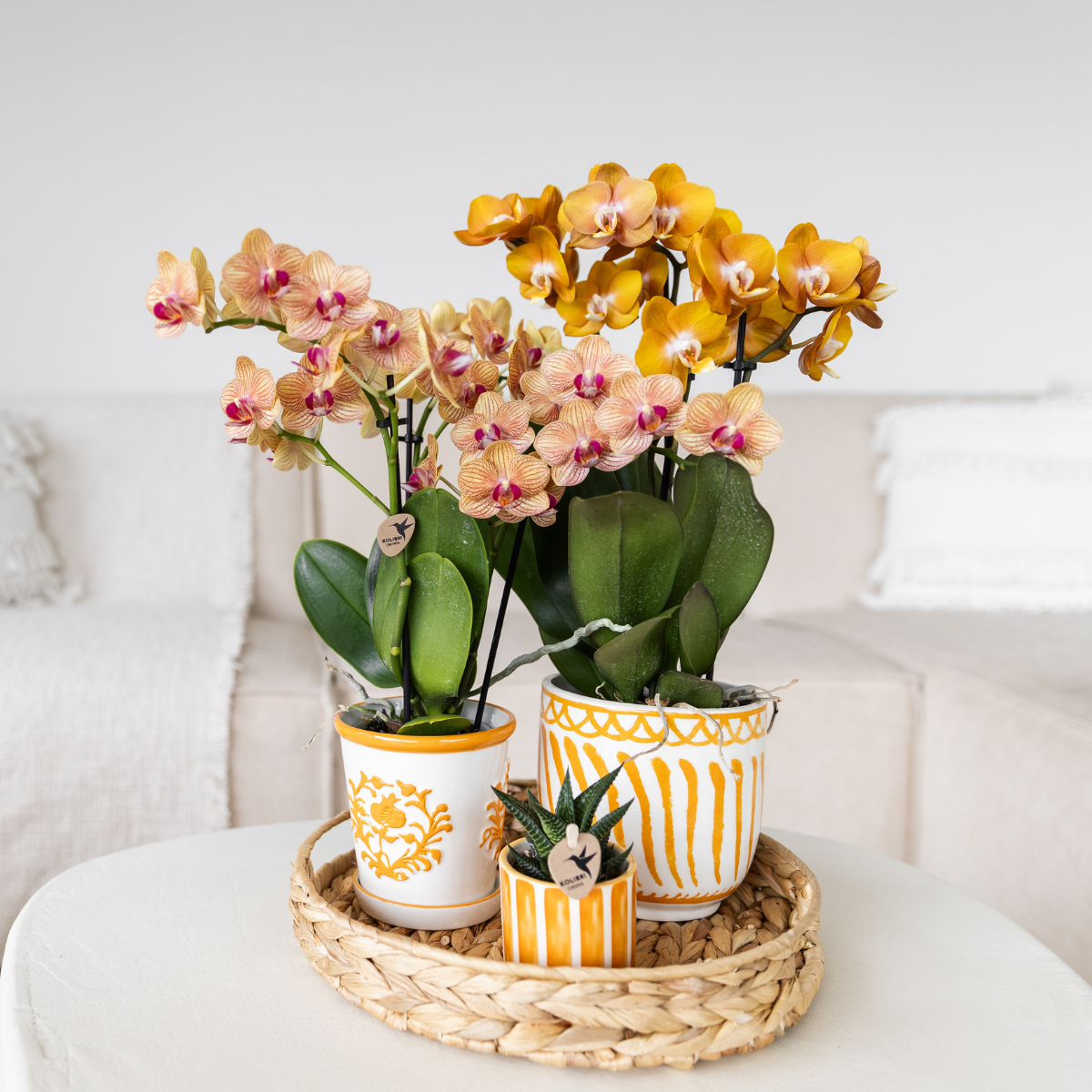 Orange Phalaenopsis Orchidee Topfgröße Ø9cm | Jamaica | blühende Zimmerpflanze - frisch vom Züchter
