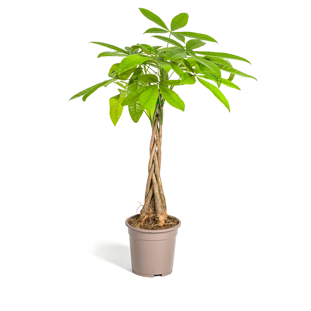 Glückskastanie – Pachira Aquatica | 70–90 cm | Ø19 cm