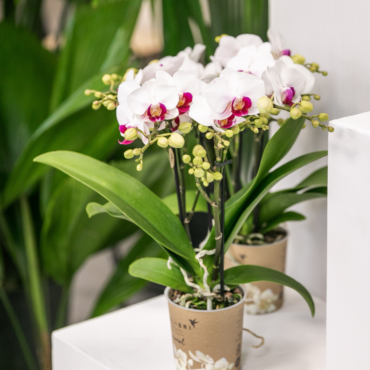 Weiße Phalaenopsis-Orchidee - Mineral Gibraltar - Topfgröße Ø9cm | blühende Zimmerpflanze - frisch vom Züchter