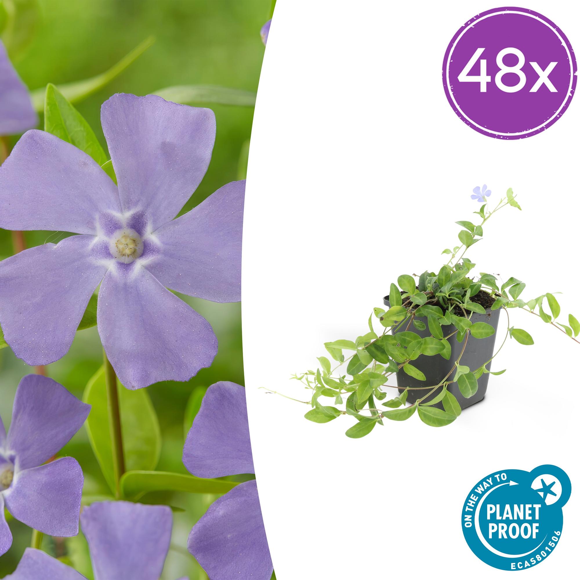 48x Kleinblütiges Immergrün - Vinca minor 'La Grave' | 10-25 cm | Ø9 cm