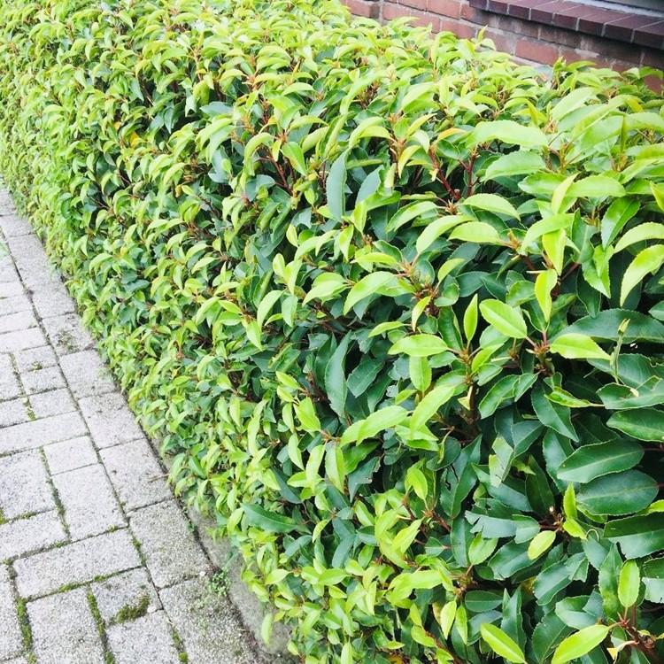 8x Portugiesischer Kirschlorbeer - Prunus lusitanica Angustifolia | 8 Pflanzen - 1 laufender Meter |- Topf 9cm - Höhe 30-35cm