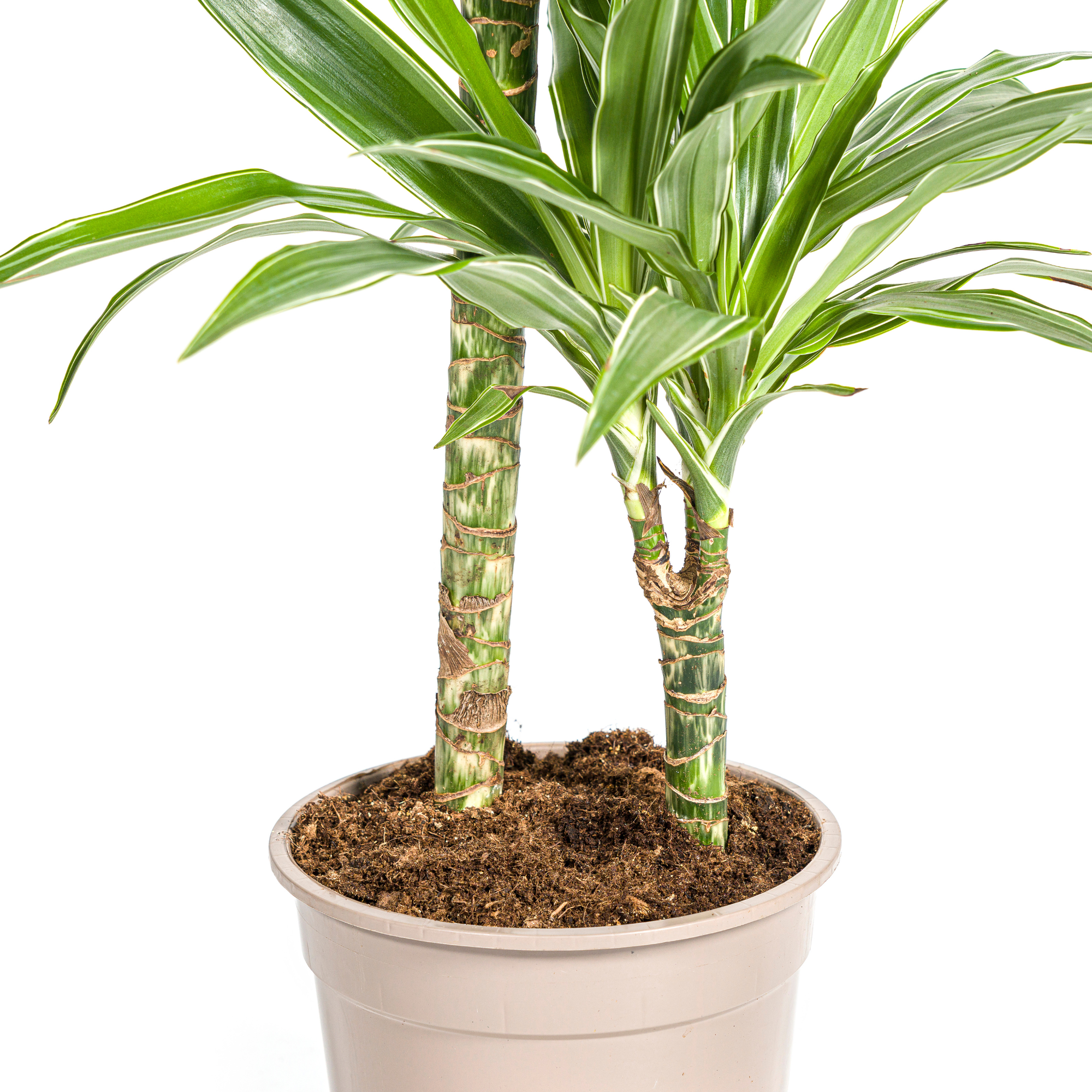 Drachenbaum - Dracaena Deremensis White Stripe | 70 - 90cm | Ø19cm