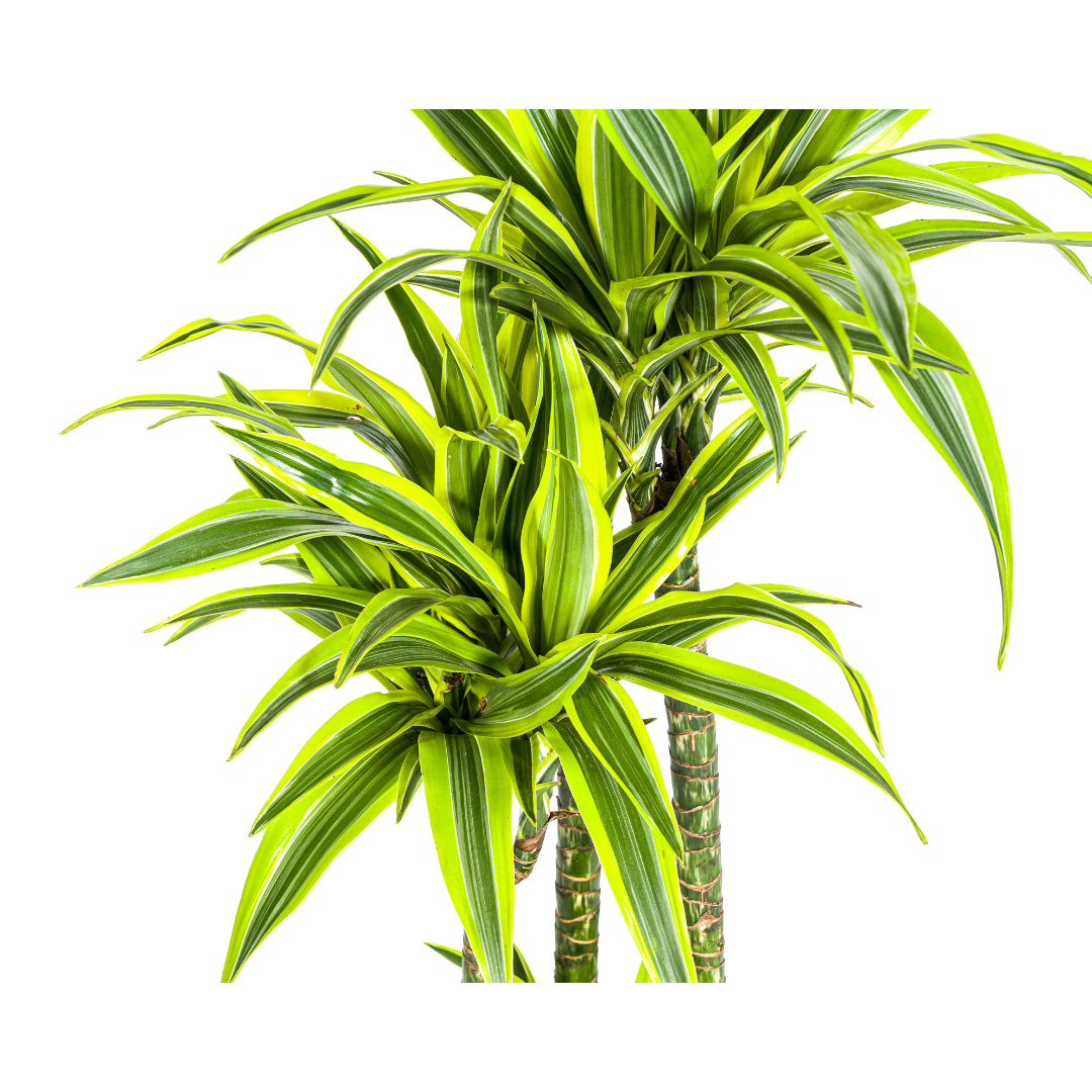 Drachenbaum - Dracaena Deremensis Lemon Lime | 170 - 190cm | Ø27cm