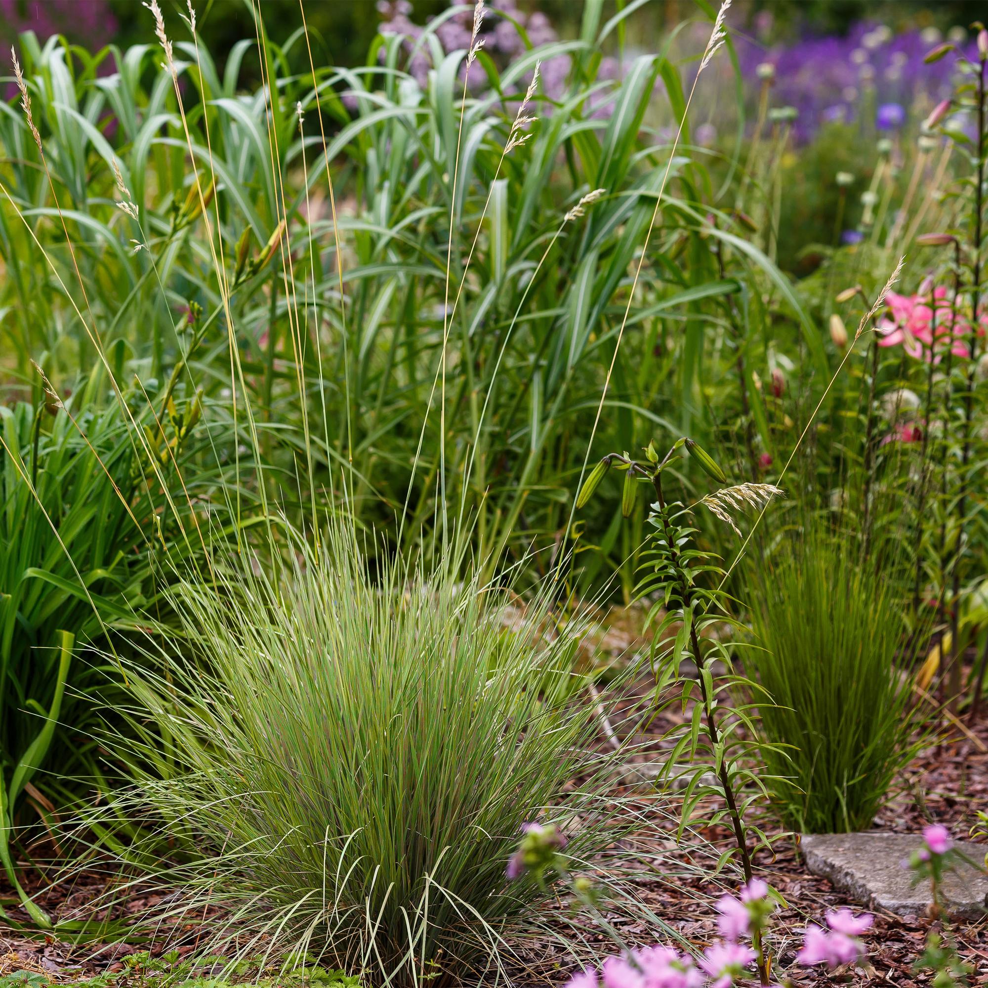 4x Ziergras - Festuca glauca Golden Toupee | 50 cm | Ø17 cm