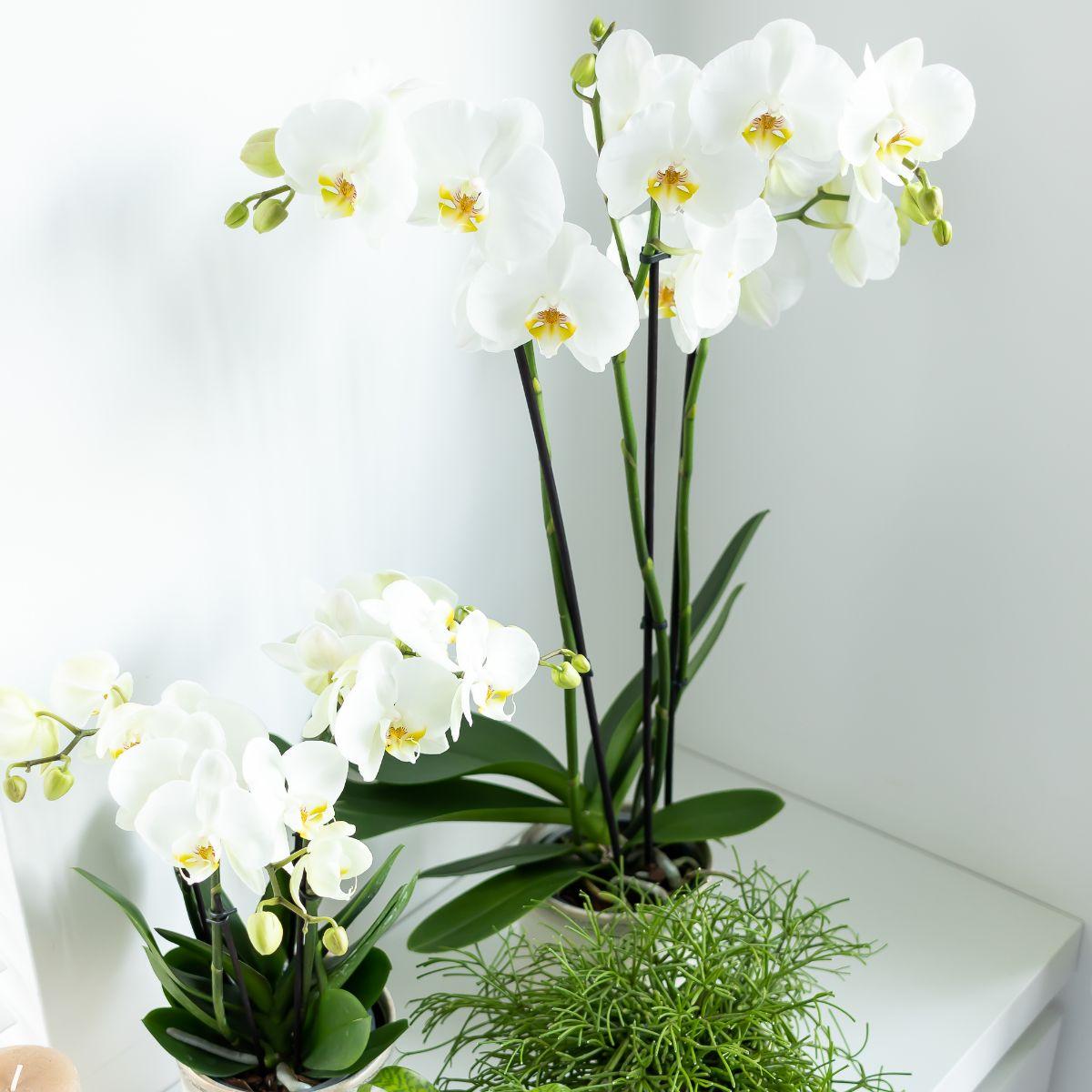 Weiße Phalaenopsis-Orchidee - Dame Blanche - Topfgröße Ø12cm | blühende Zimmerpflanze - frisch vom Züchter