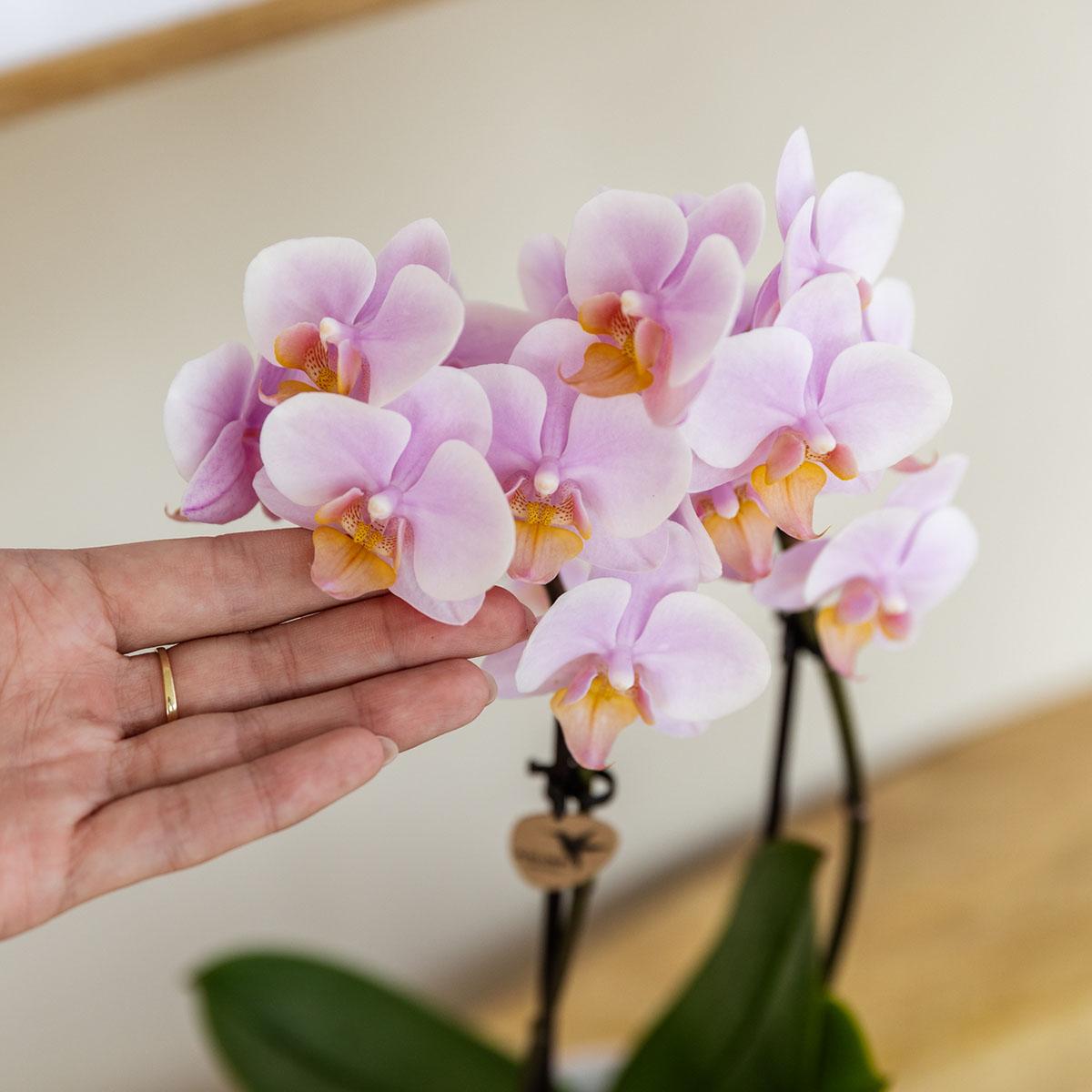 Rosa Phalaenopsis Orchidee - Andorra - Topfgröße Ø9cm | blühende Zimmerpflanze - frisch vom Züchter