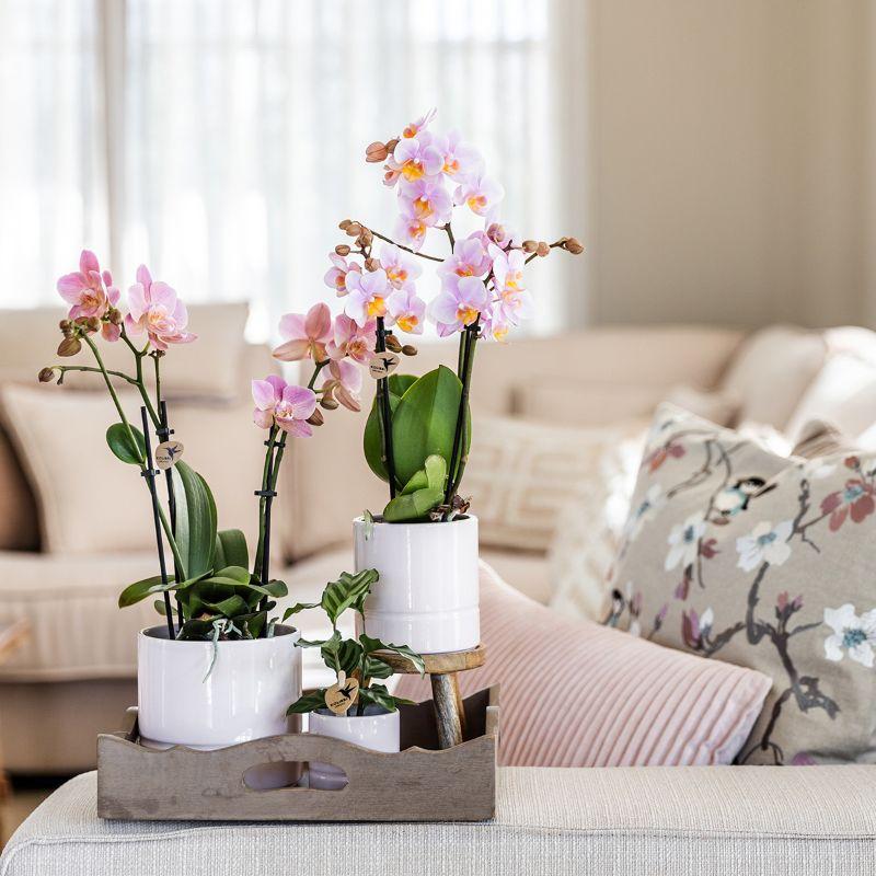 Rosa Phalaenopsis Orchidee - Andorra - Topfgröße Ø9cm | blühende Zimmerpflanze - frisch vom Züchter