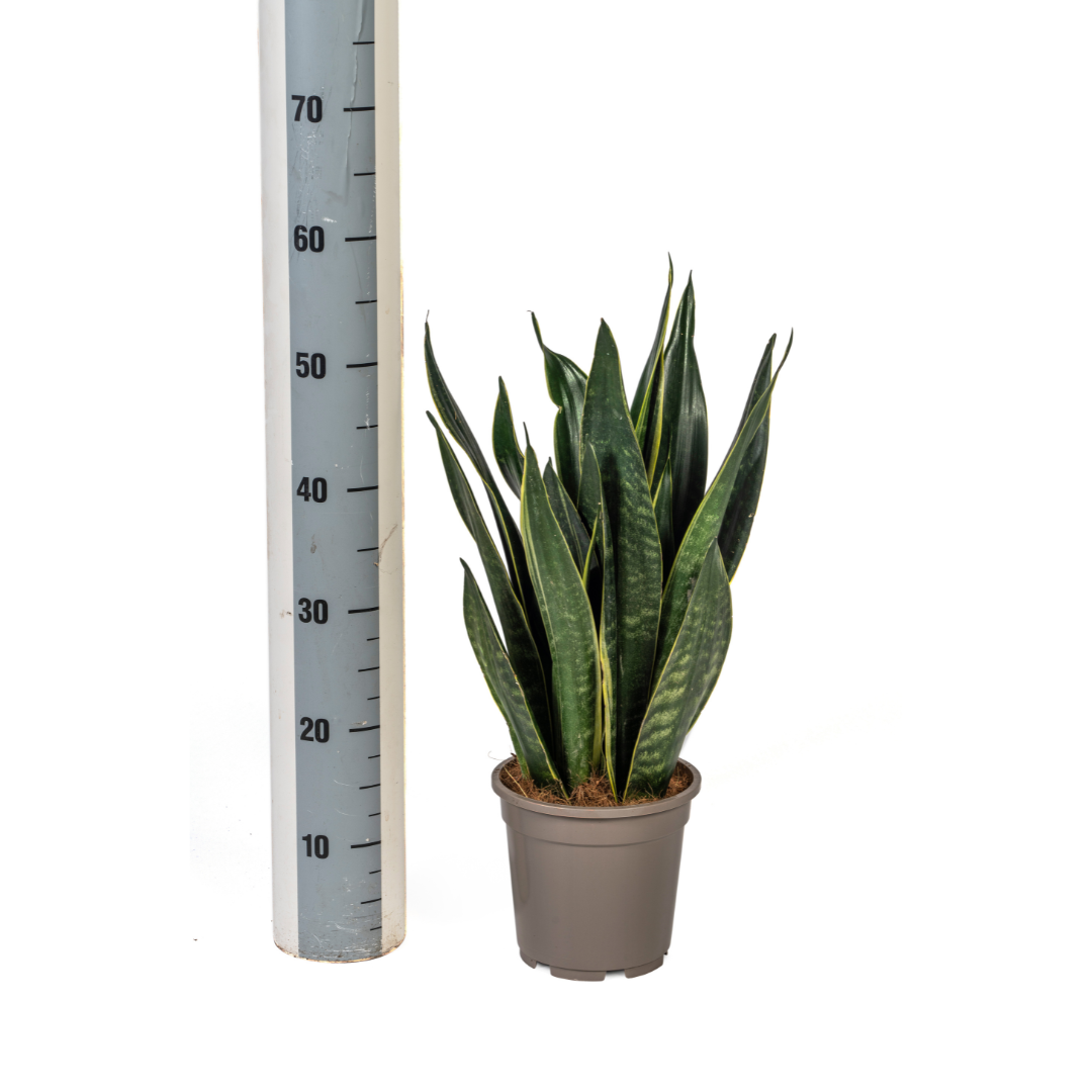 Bogenhanf - Schlangenpflanze - Sansevieria Trifasciata Futura Black | 45 - 55cm | Ø17cm