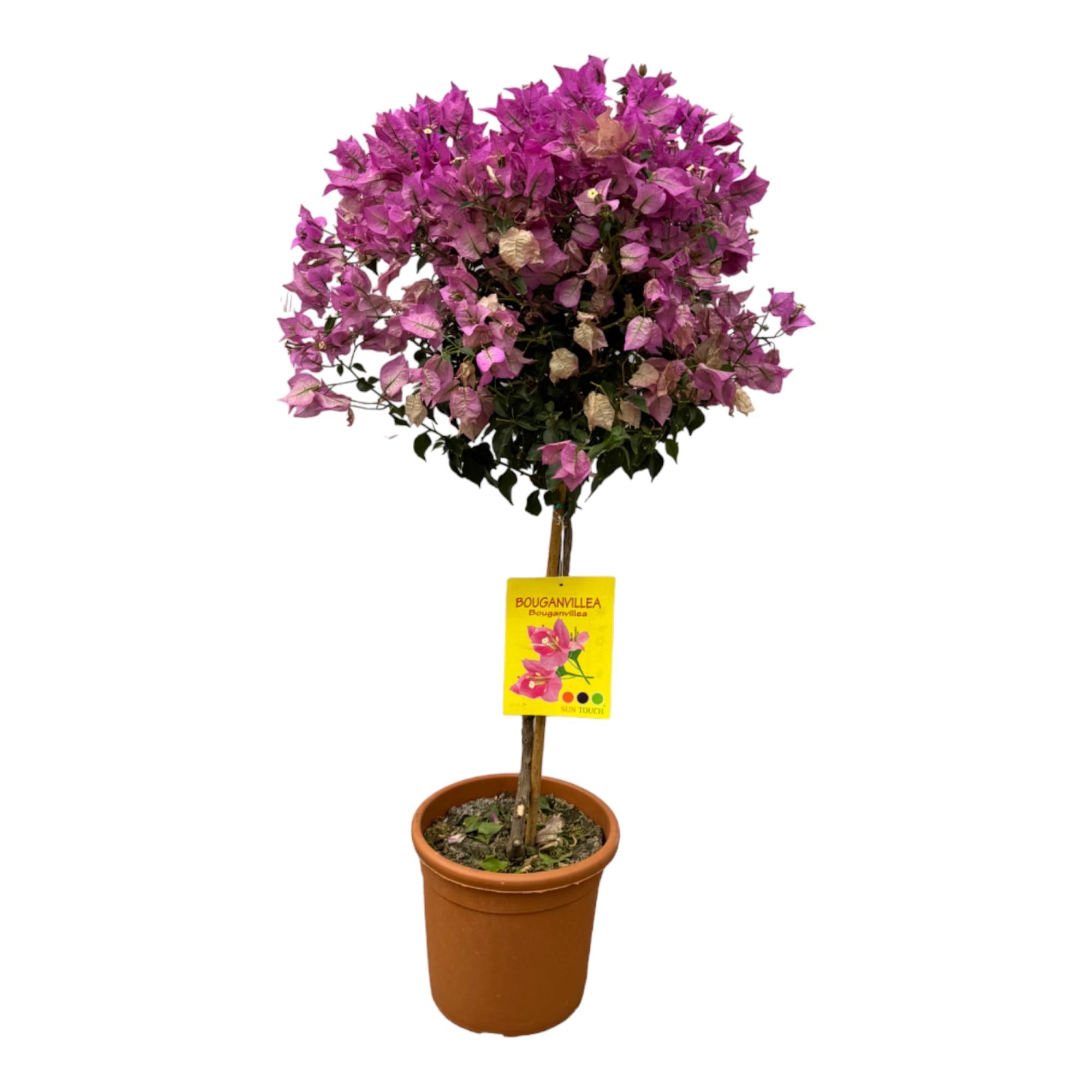 Drillingsblume auf Stamm - Bougainvillea | 110 cm | Ø21 cm
