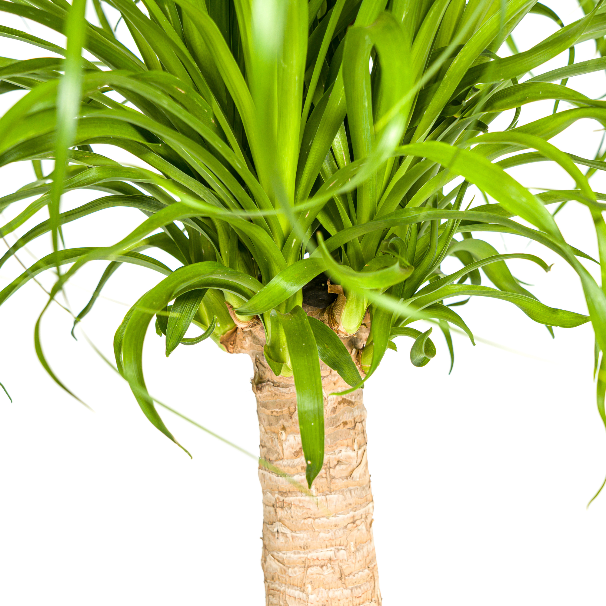 Elefantenfuß – Beaucarnea Recurvata | 60–80 cm | Ø21 cm