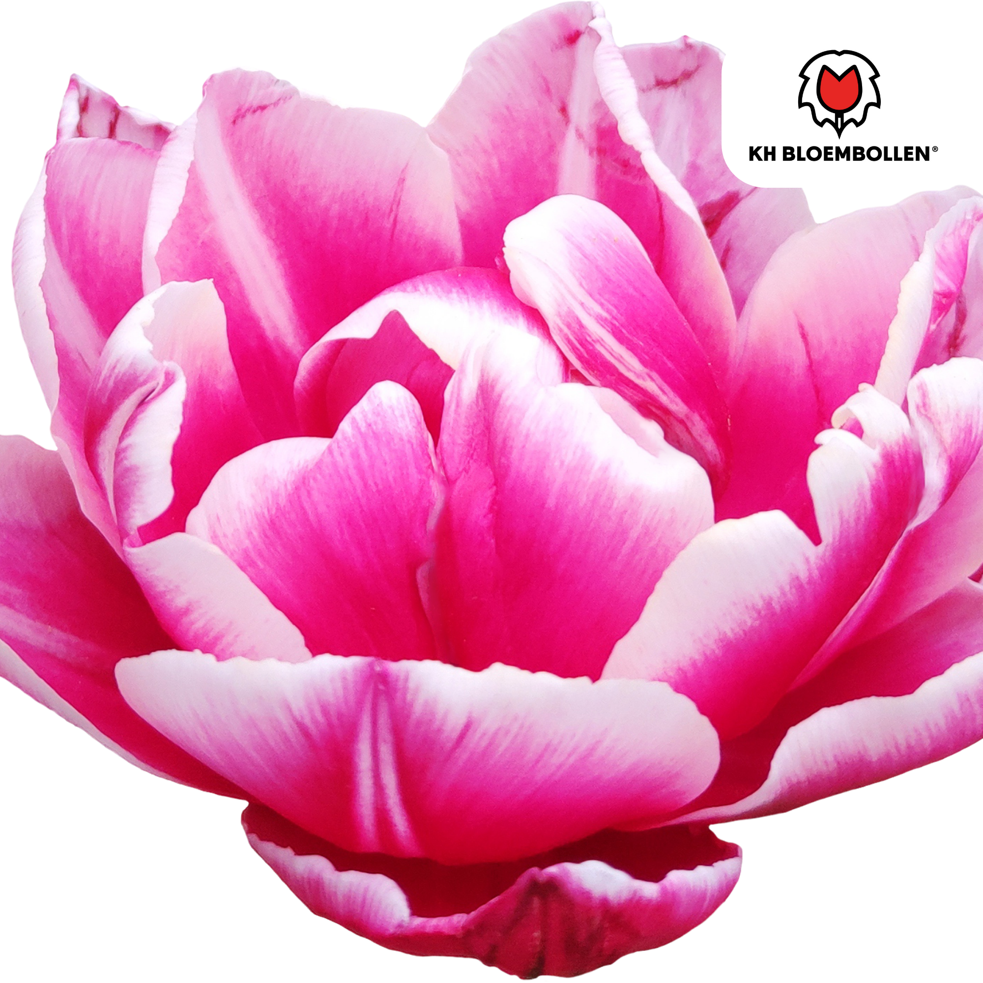 Tulpenzwiebeln Columbus – 20 Stück |Größe 11/12
