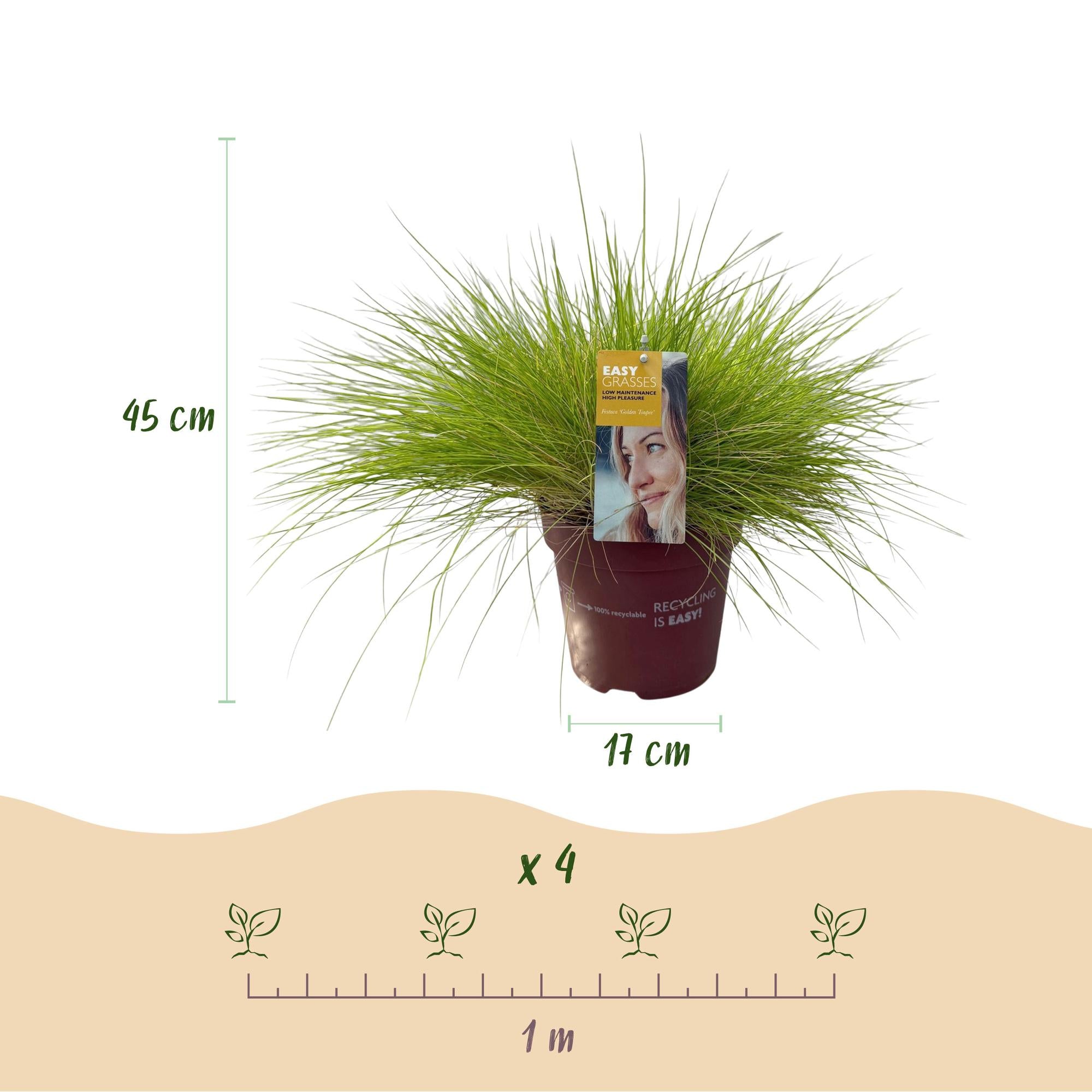 4x Ziergras - Festuca glauca Golden Toupee | 50 cm | Ø17 cm