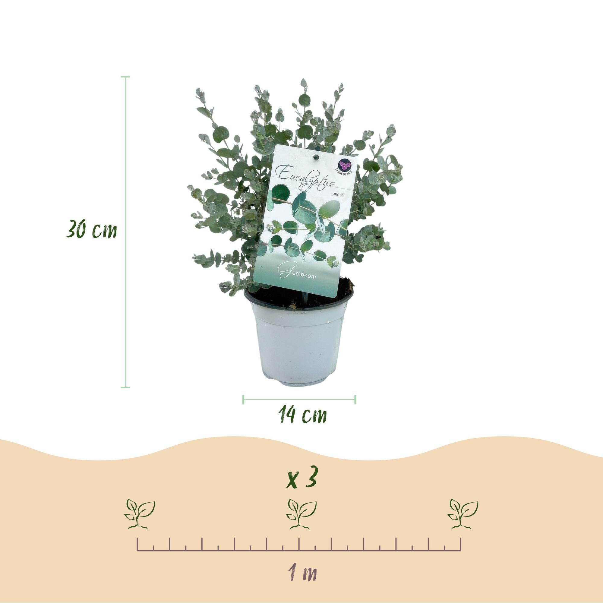 2x Eukalyptusbaum – Eukalyptus gunnii | Ø14 cm | 30 cm
