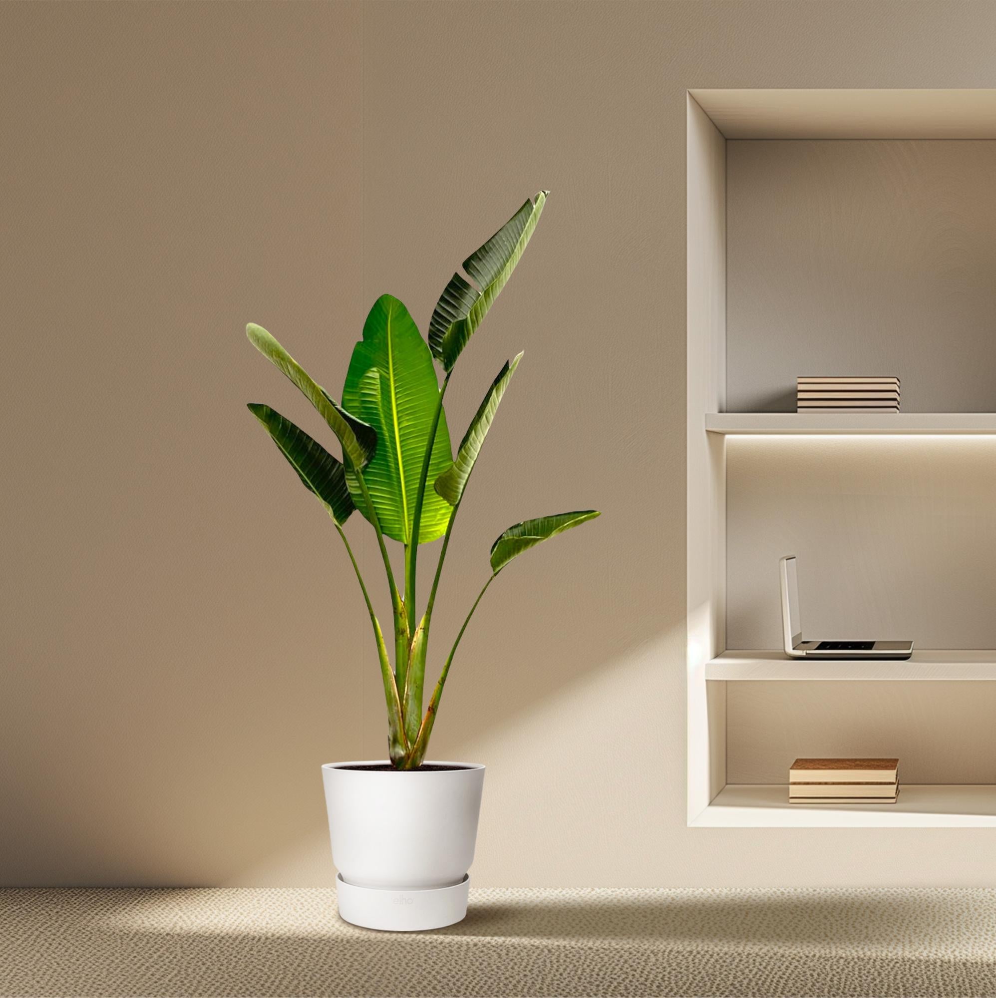 Strelitzia Augusta - Weiße Paradiesvogelblume | 180 cm | Ø30 cm