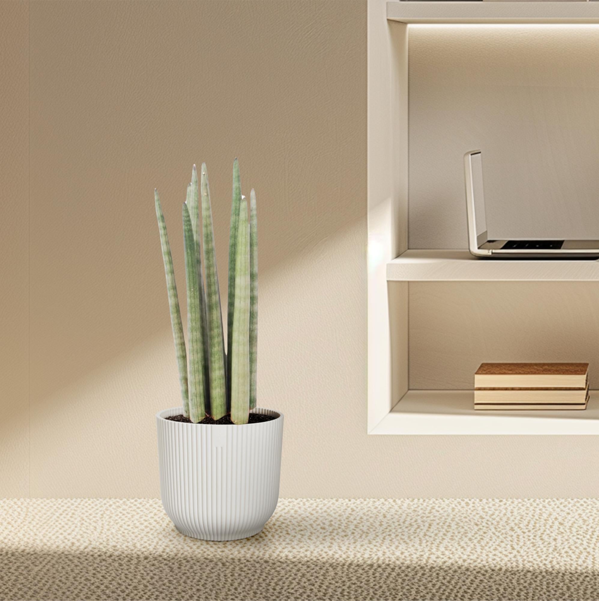 Schlangenpflanze - Sansevieria cylindrica 'Spaghetti' | 40 cm | Ø10,5cm