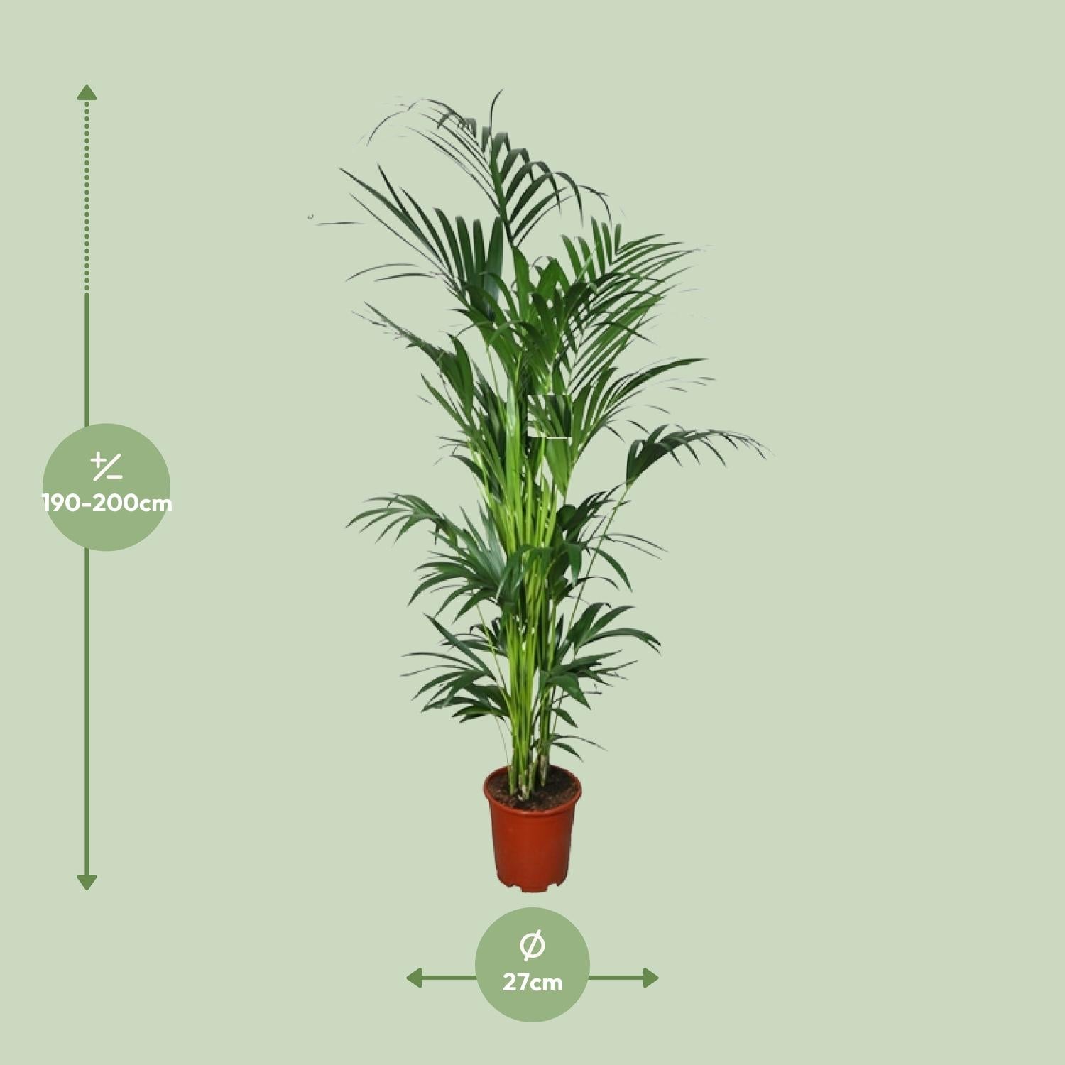 Kentiapalme – Howea forsteriana | 200cm | Ø27cm