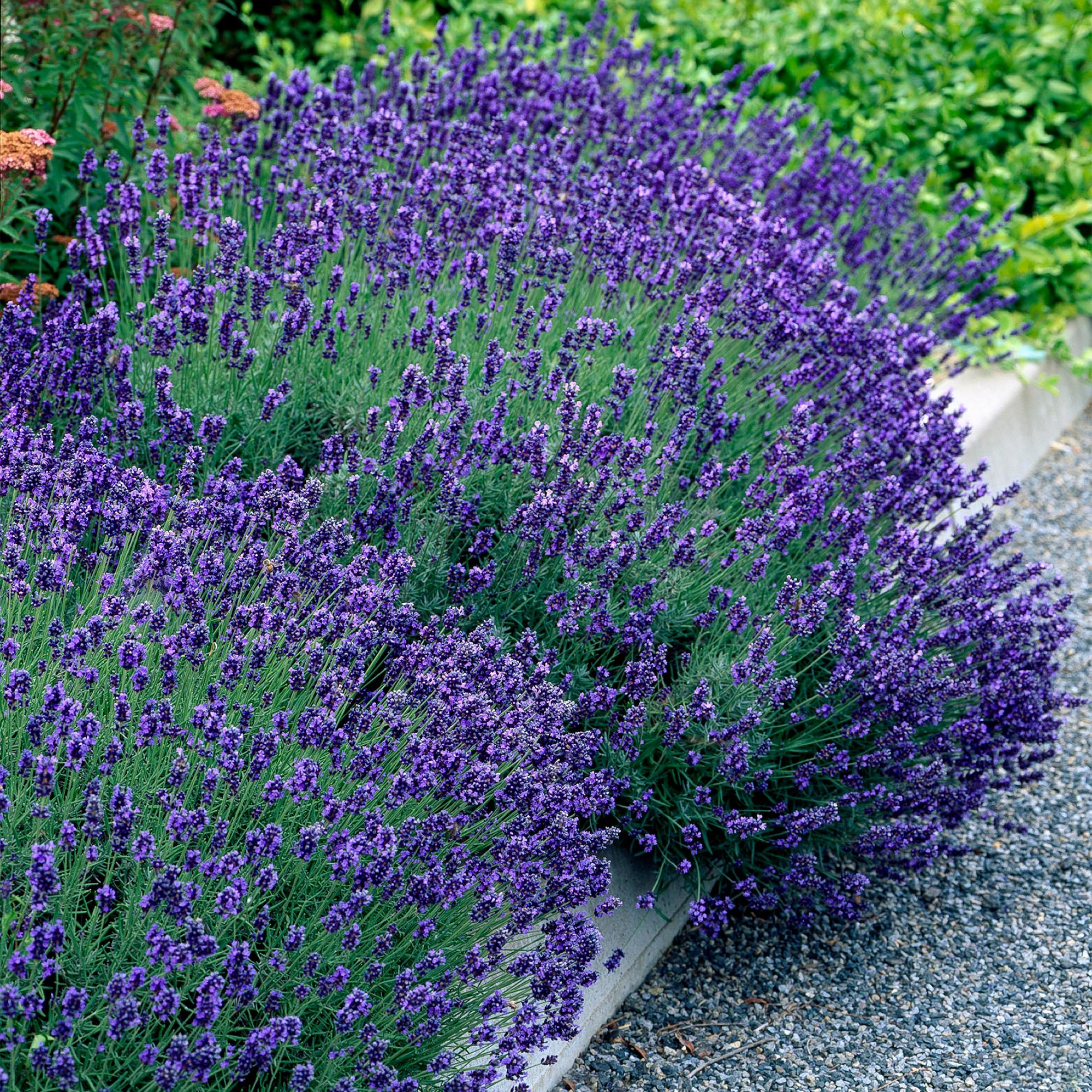 6x Echter Lavendel - Lavandula angustifolia Hidcote | 6 Pflanzen - 1 laufender Meter | Topf 17cm - Höhe 30cm