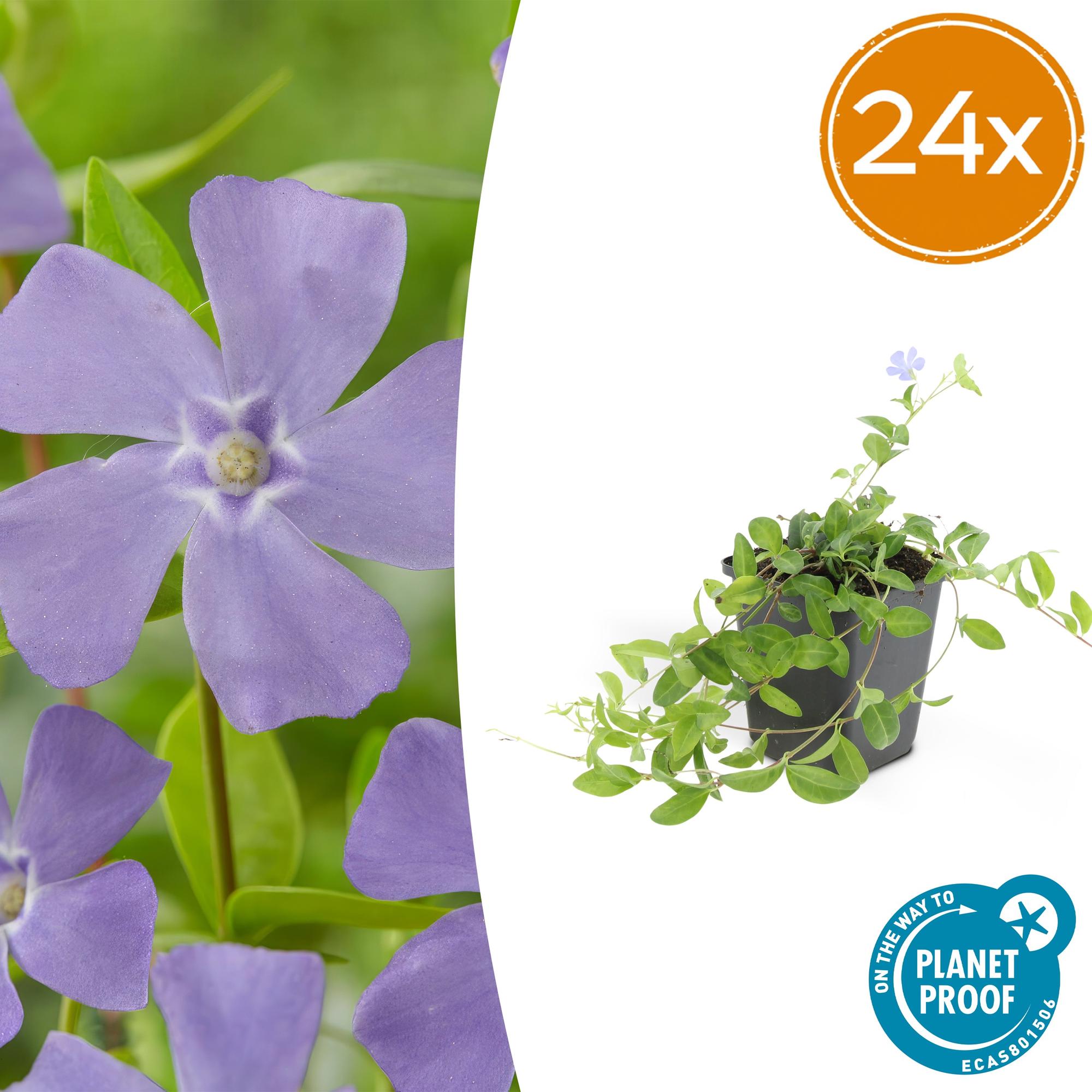 24x Kleinblütiges Immergrün - Vinca minor 'La Grave' | 10-25 cm | Ø9 cm