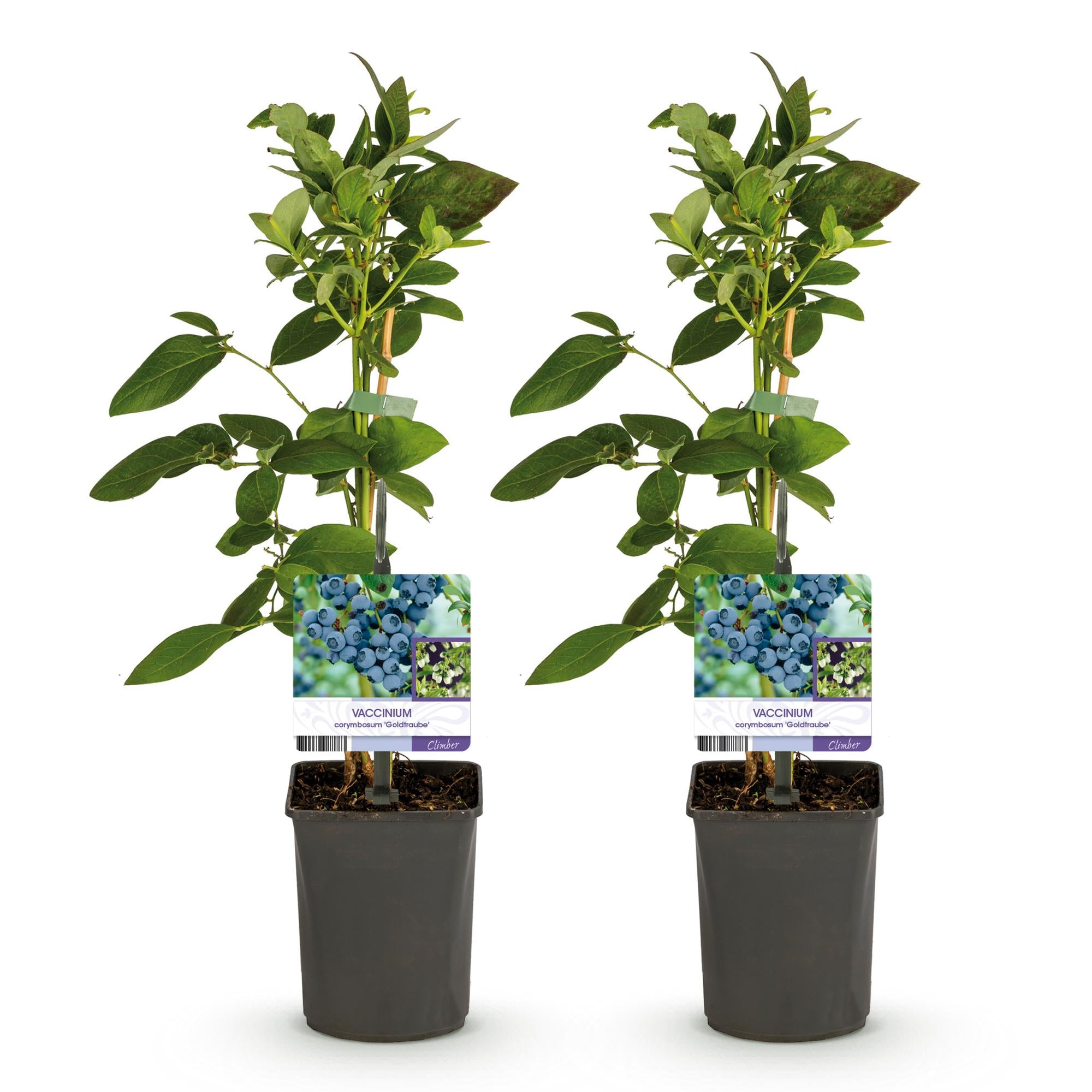2x Heidelbeere - Blaubeere - Vaccinium corymbosum Goldtraube | 2 Pflanzen | Topf 11cm - Höhe 40cm